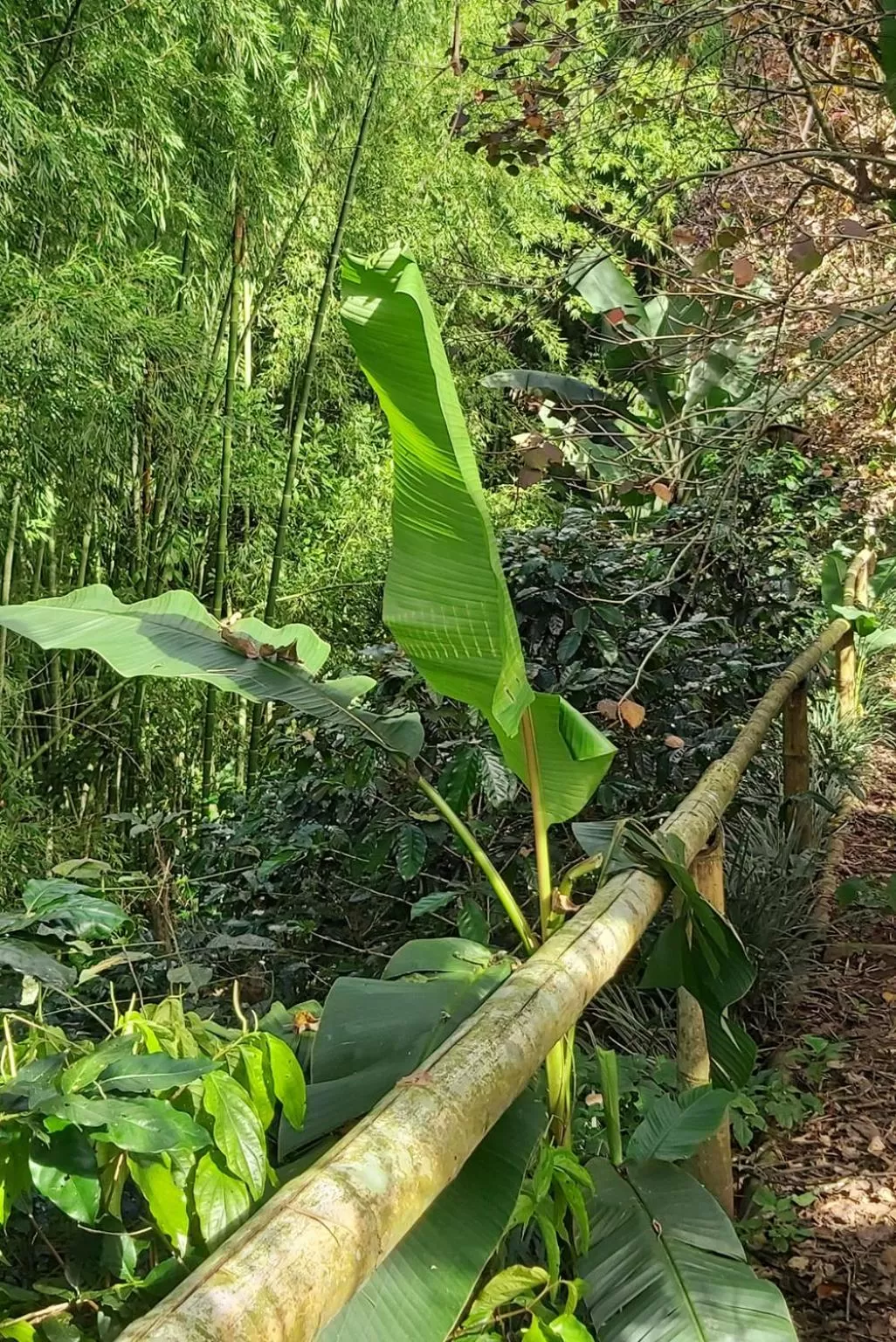 Hiking, Other Animals in Balsora Hotel Boutique