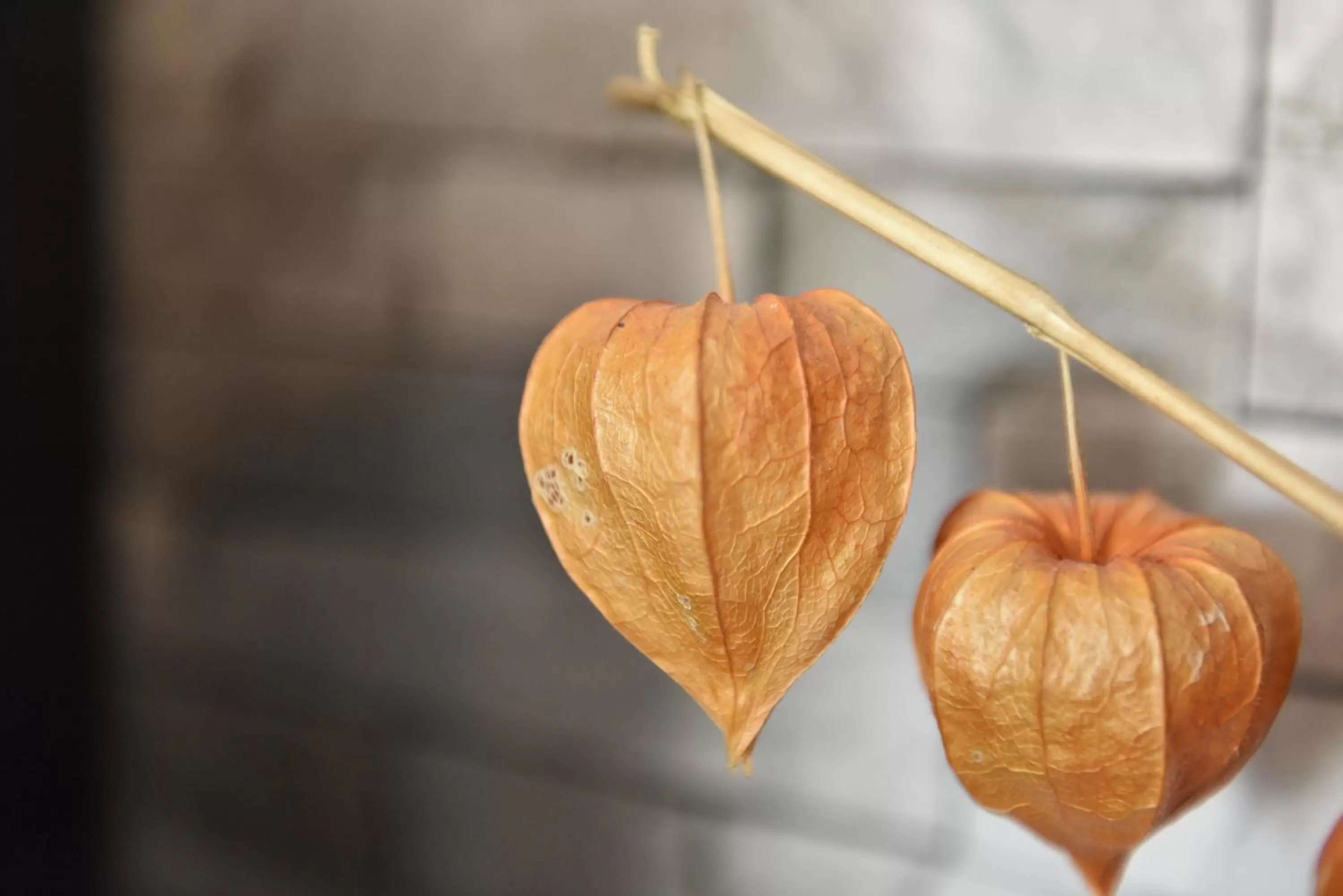 Food in Maison d'hôtes Aux Deux Cigognes