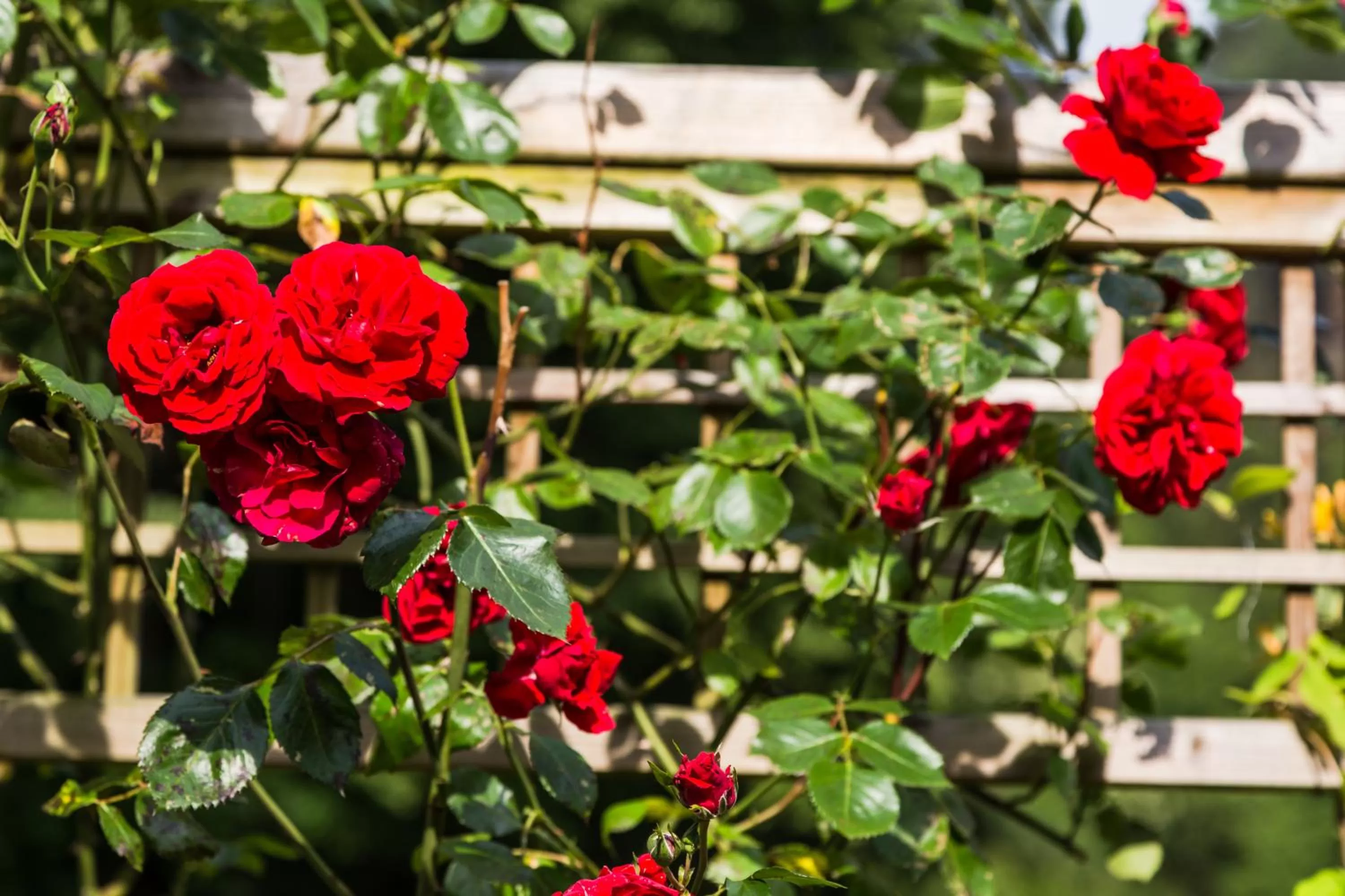 Other, Garden in Hotel Waldhäusel