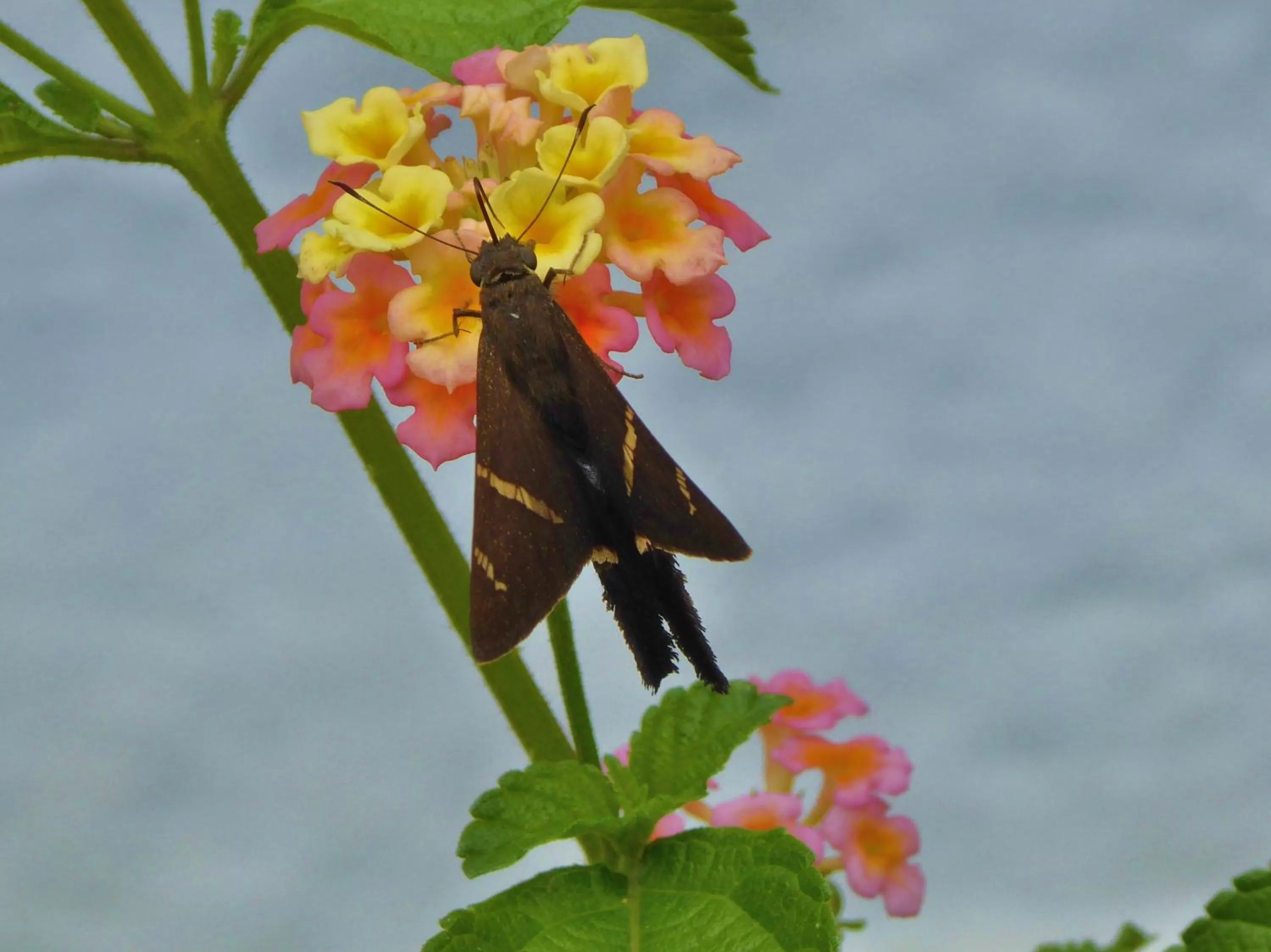 Animals, Other Animals in Finca El Cielo