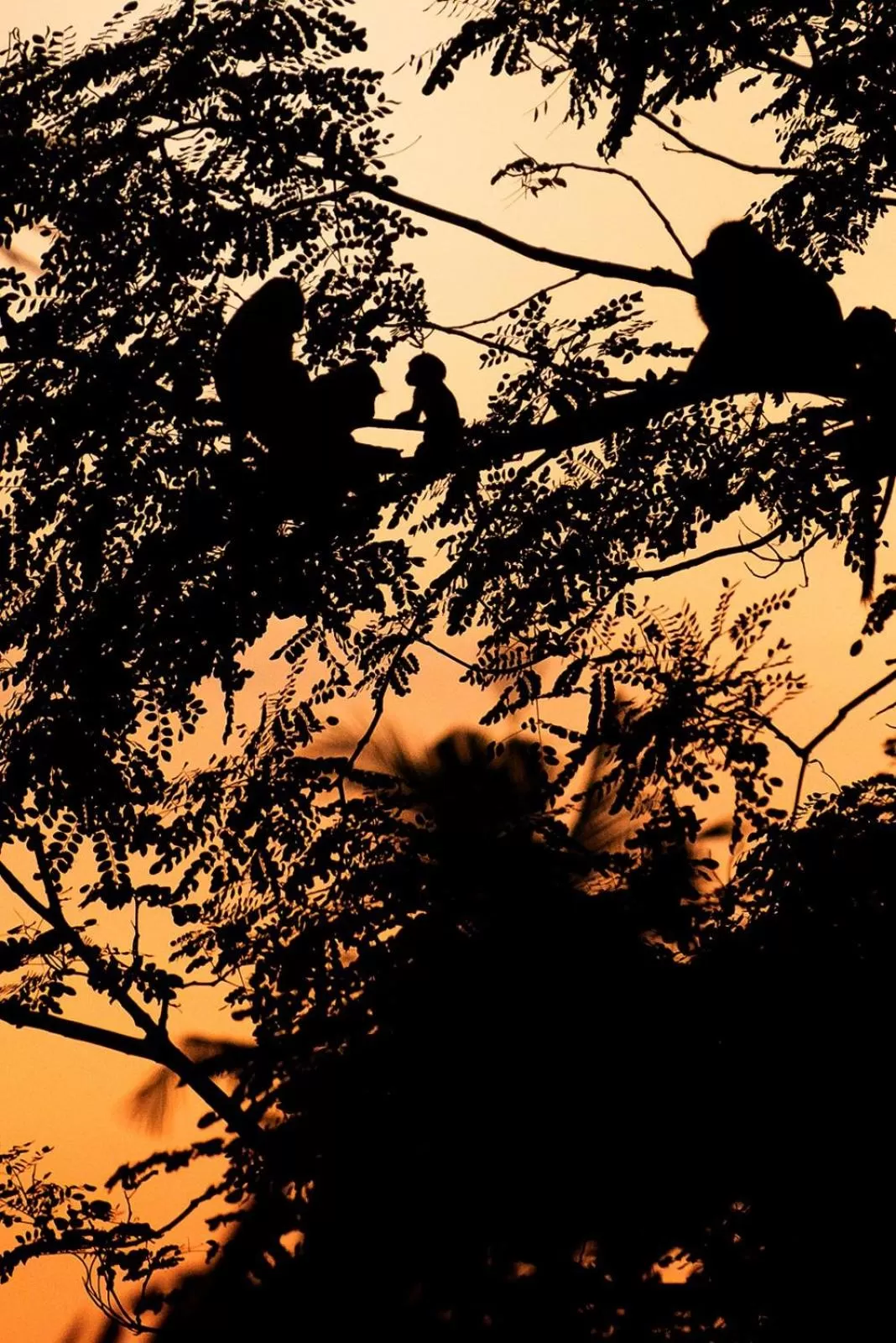 Natural landscape in Tanah Damai Hotel
