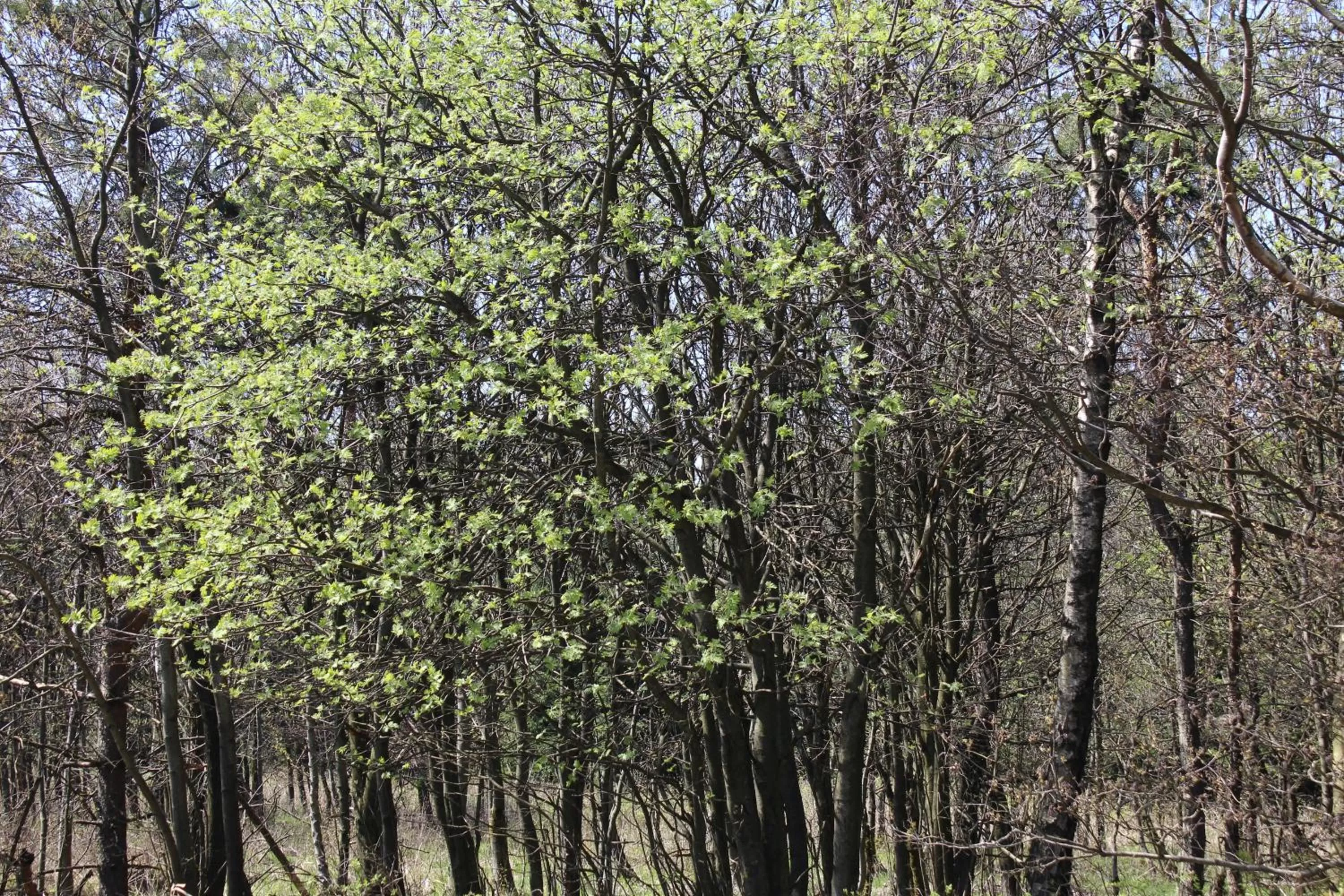 Natural landscape in Waldgasthof Bad Einsiedel