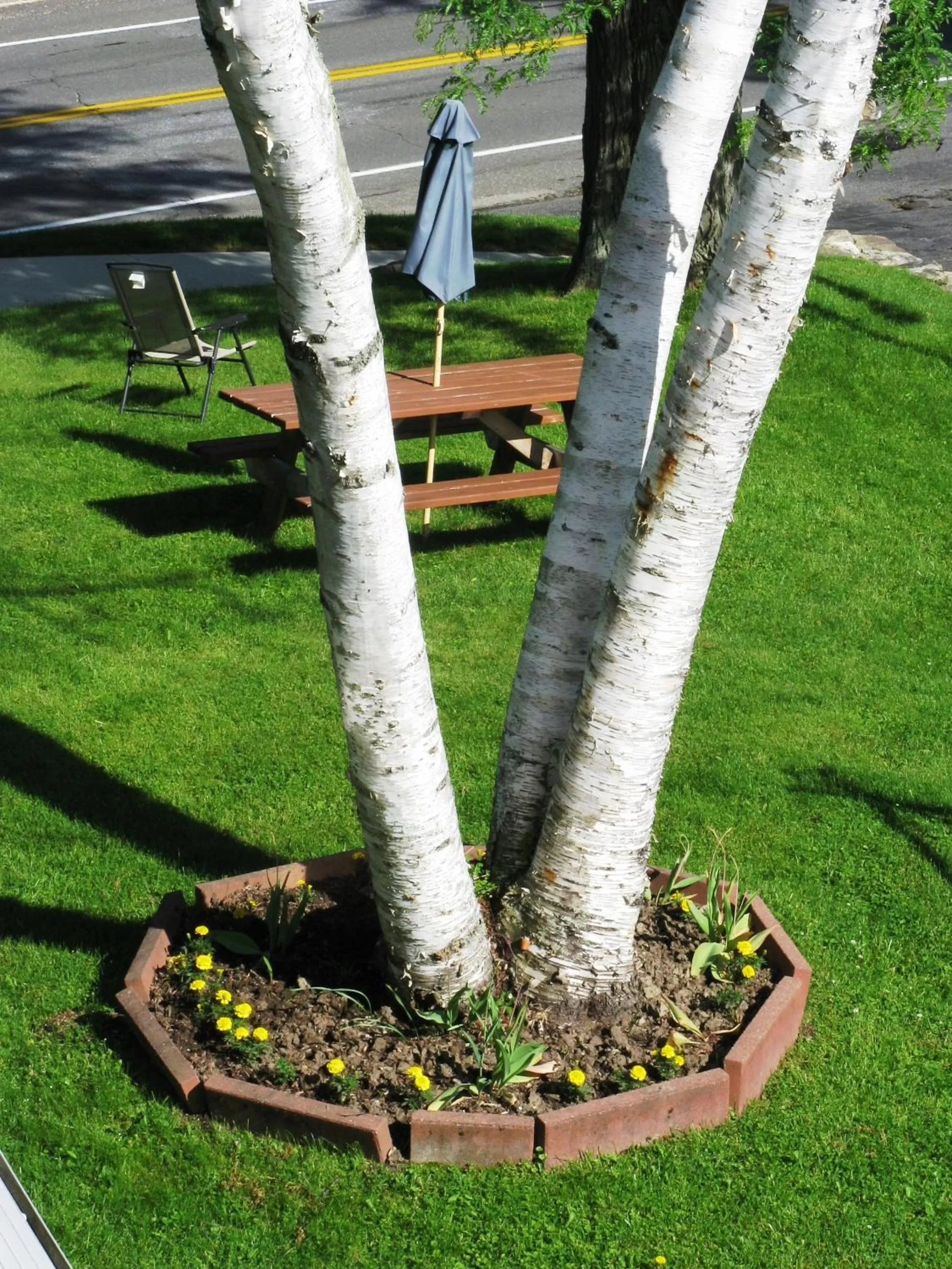 Facade/entrance, Garden in Northside Motel - Williamstown