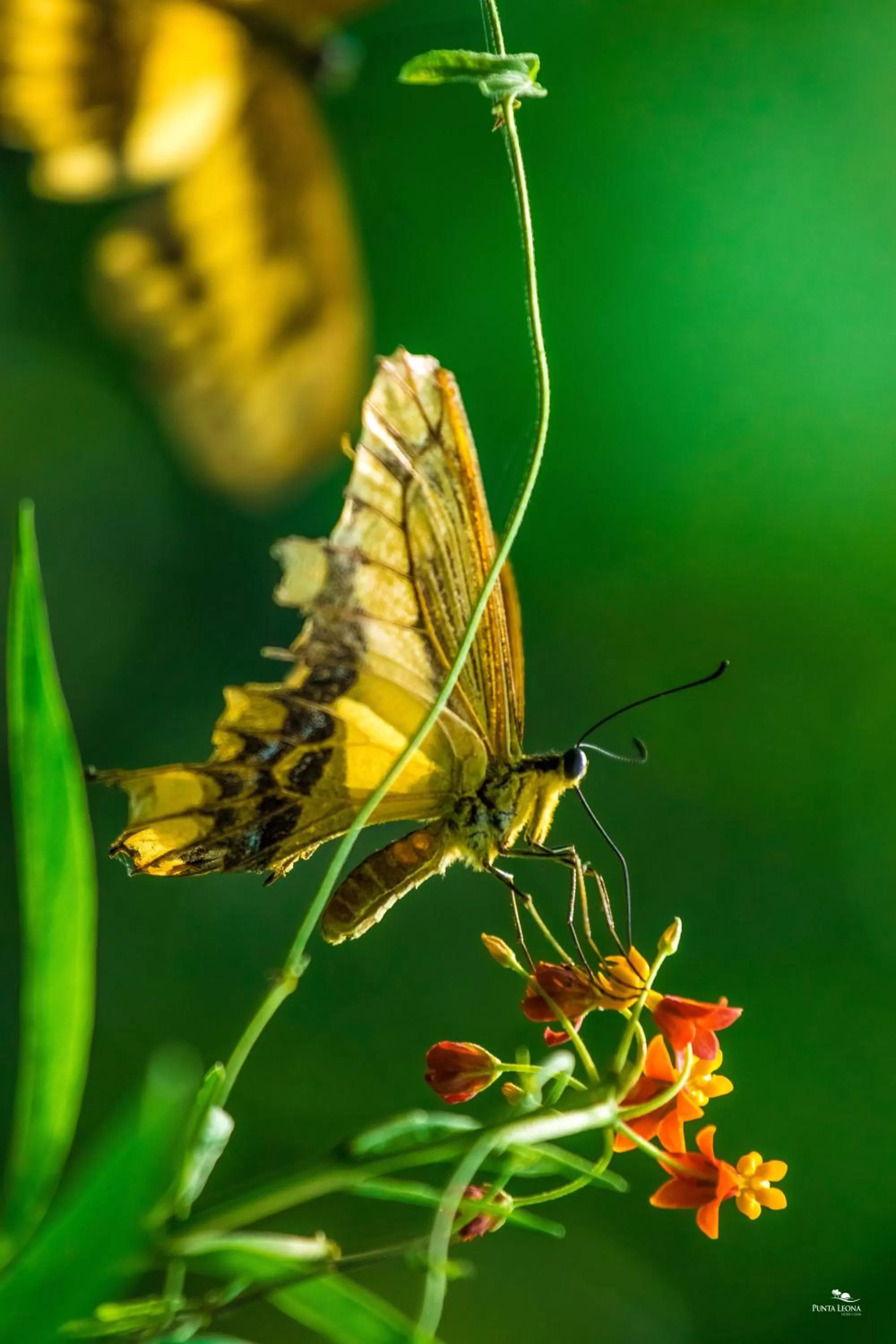 Property building in Hotel Punta Leona