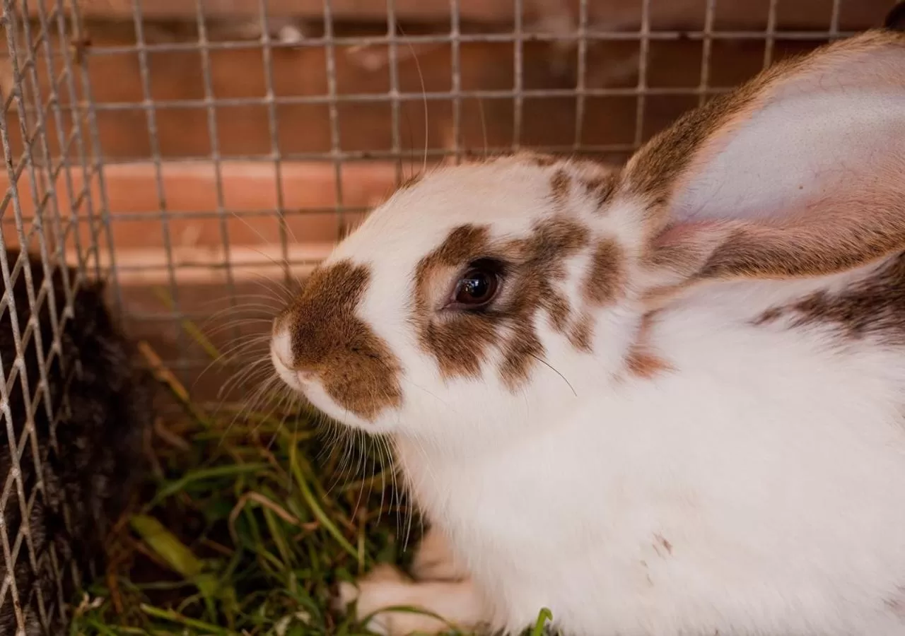 Animals, Other Animals in Ziołowa Dolina