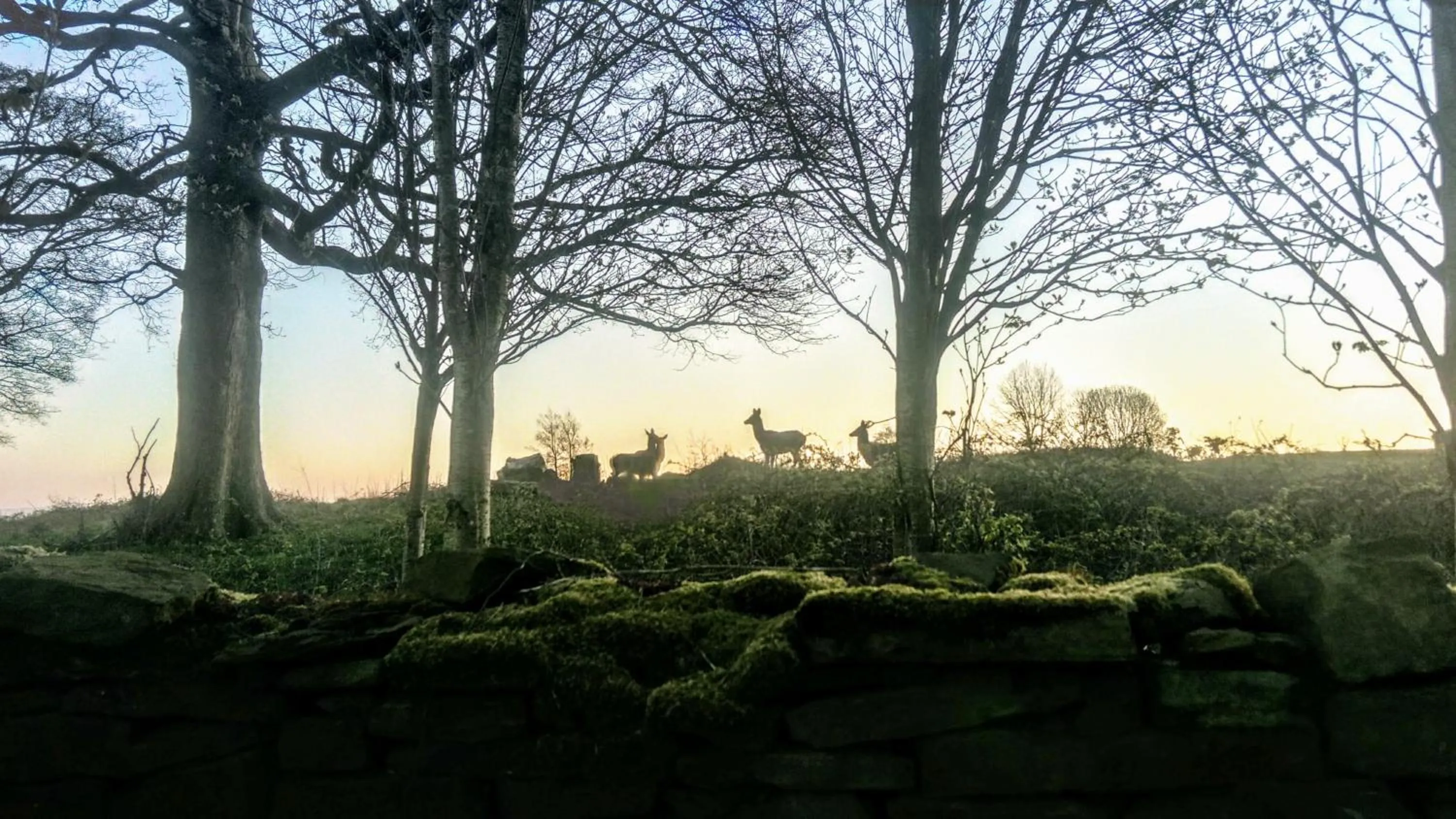 Garden in Shrigley Hall Hotel