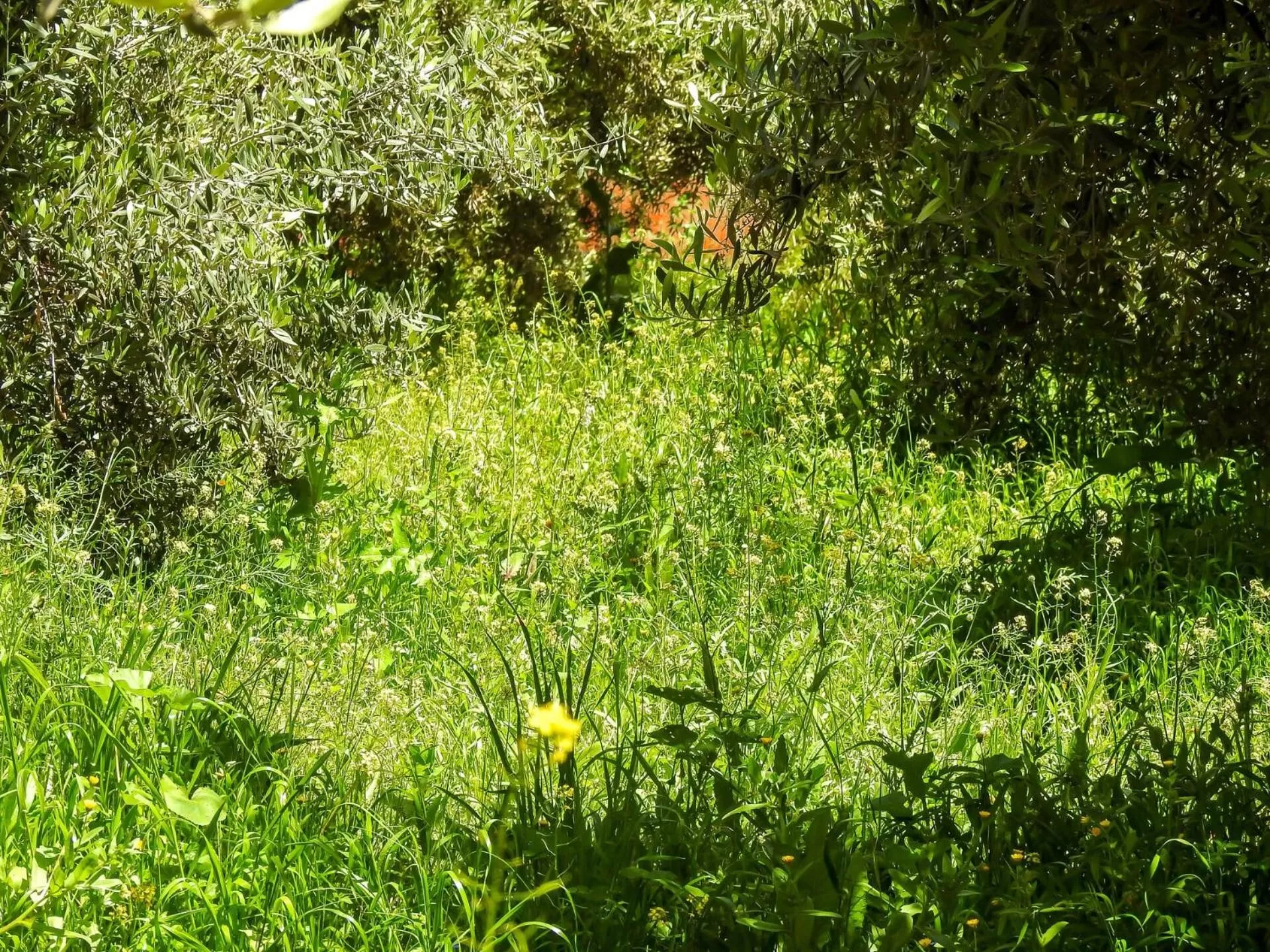 Garden in Le Bleu House