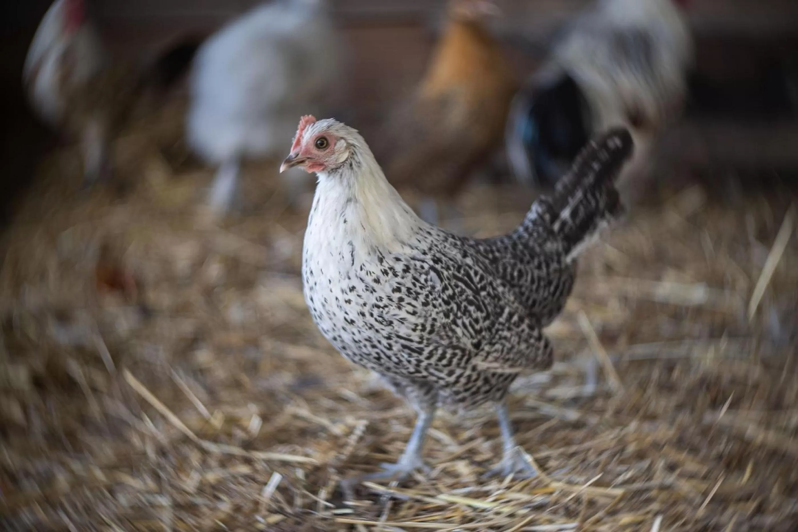 Pets in Le jardin des 4 saisons