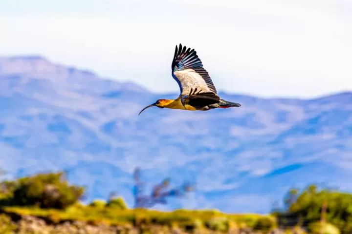 Other Animals in Hostería El Galpón Del Glaciar