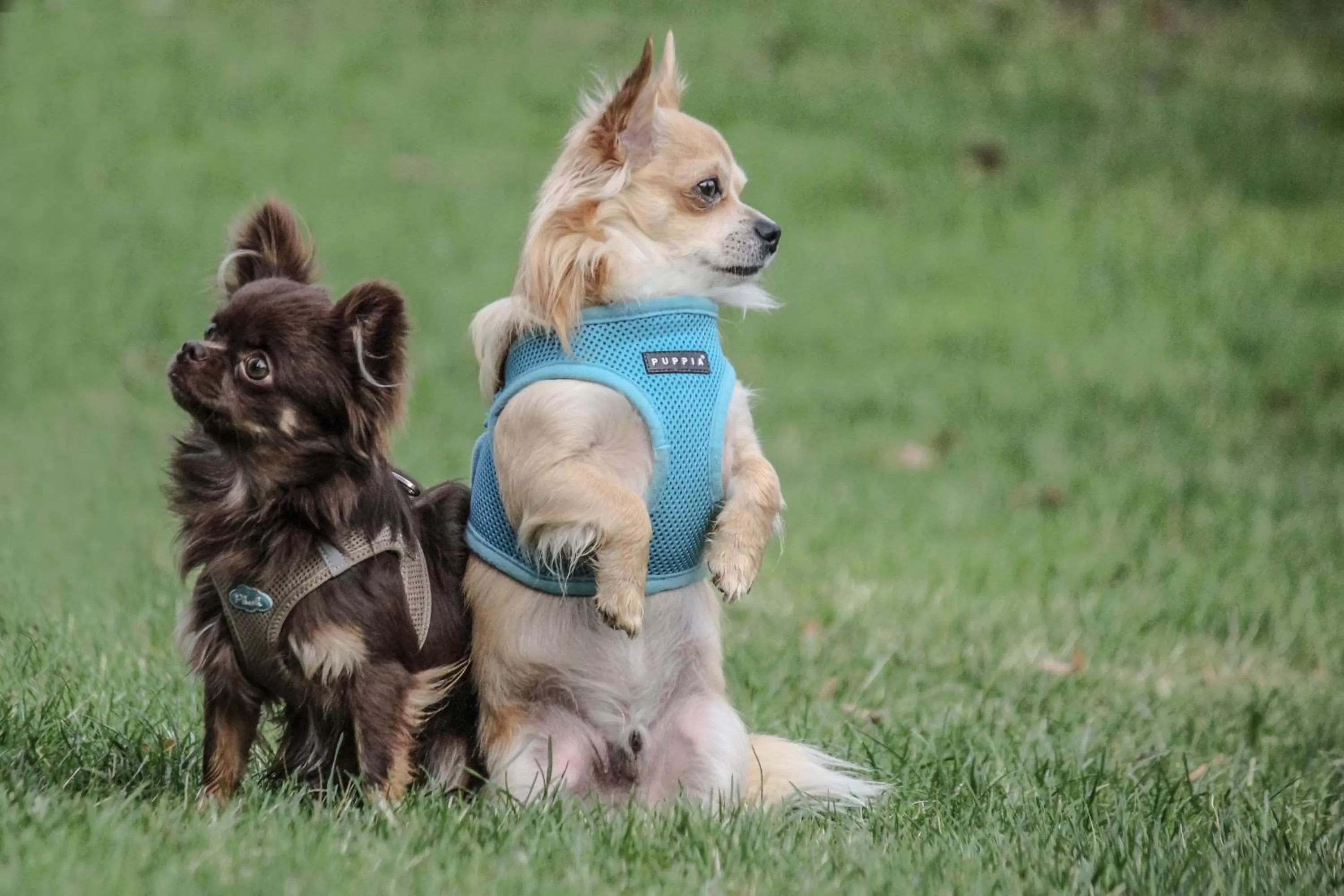 Pets in Hotel NEAR BY