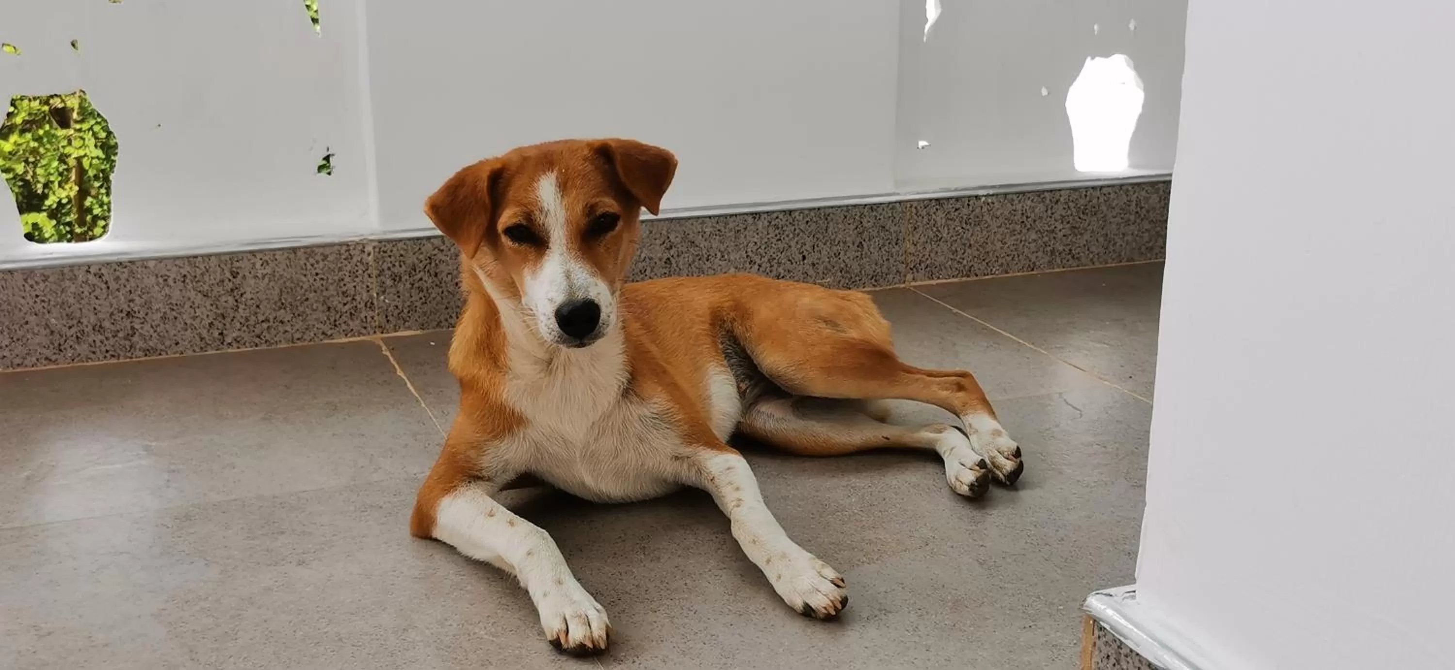 Pets in Blackstar Inn