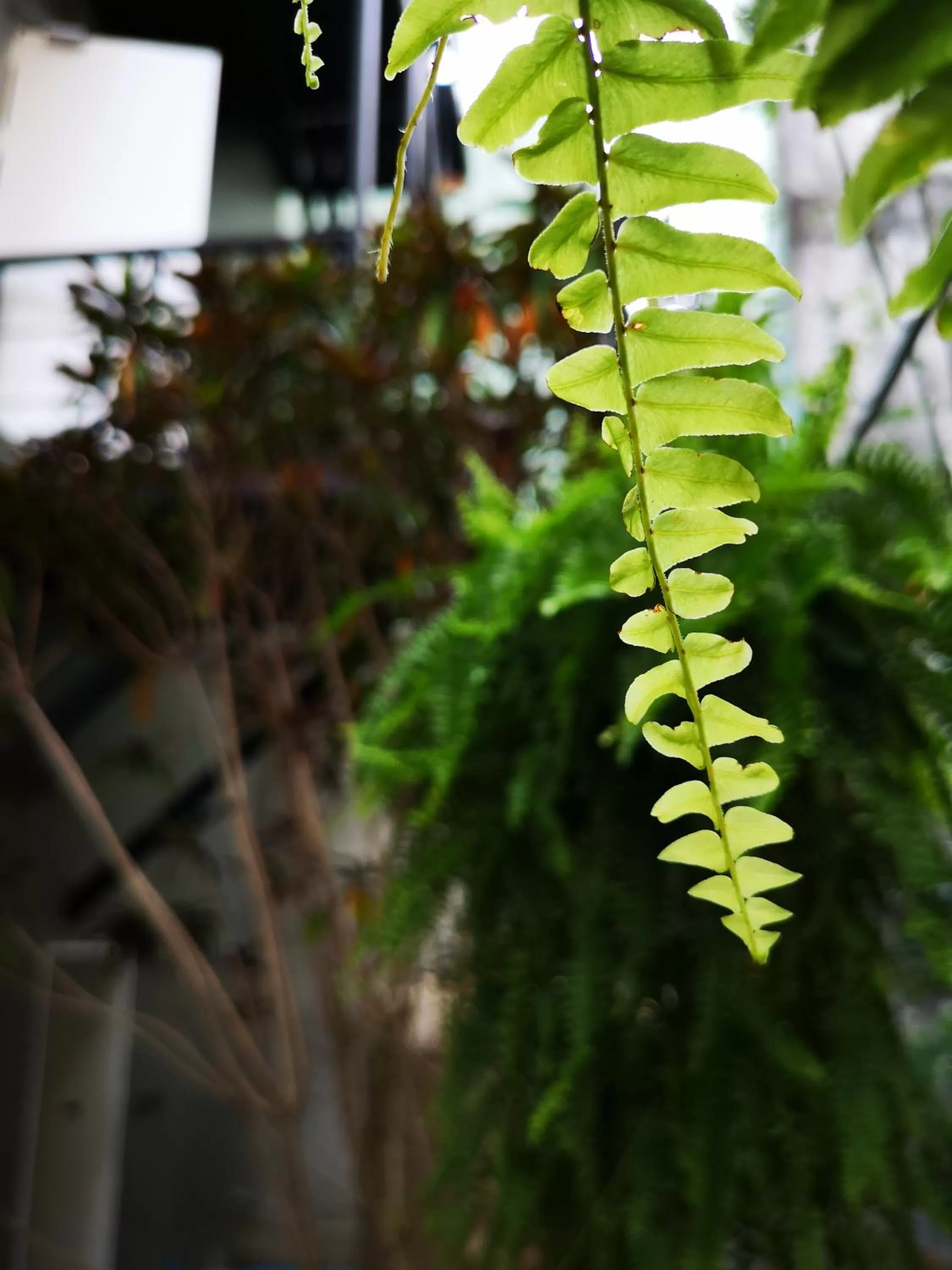 Get GuestHouse 2 ( Sangsri soi 4)