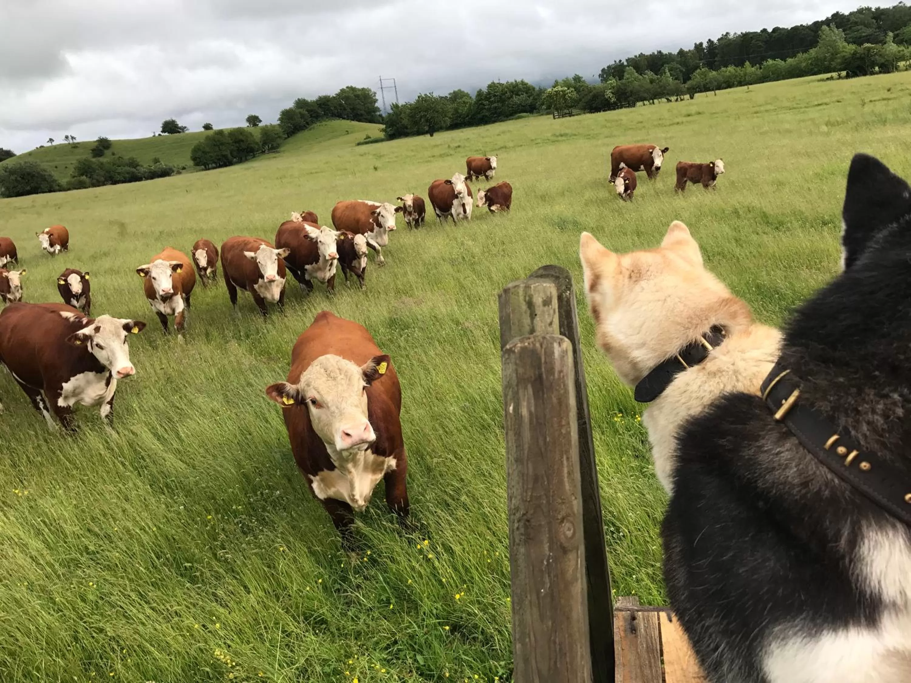Natural landscape in Tryde 1303 B&B på Österlen