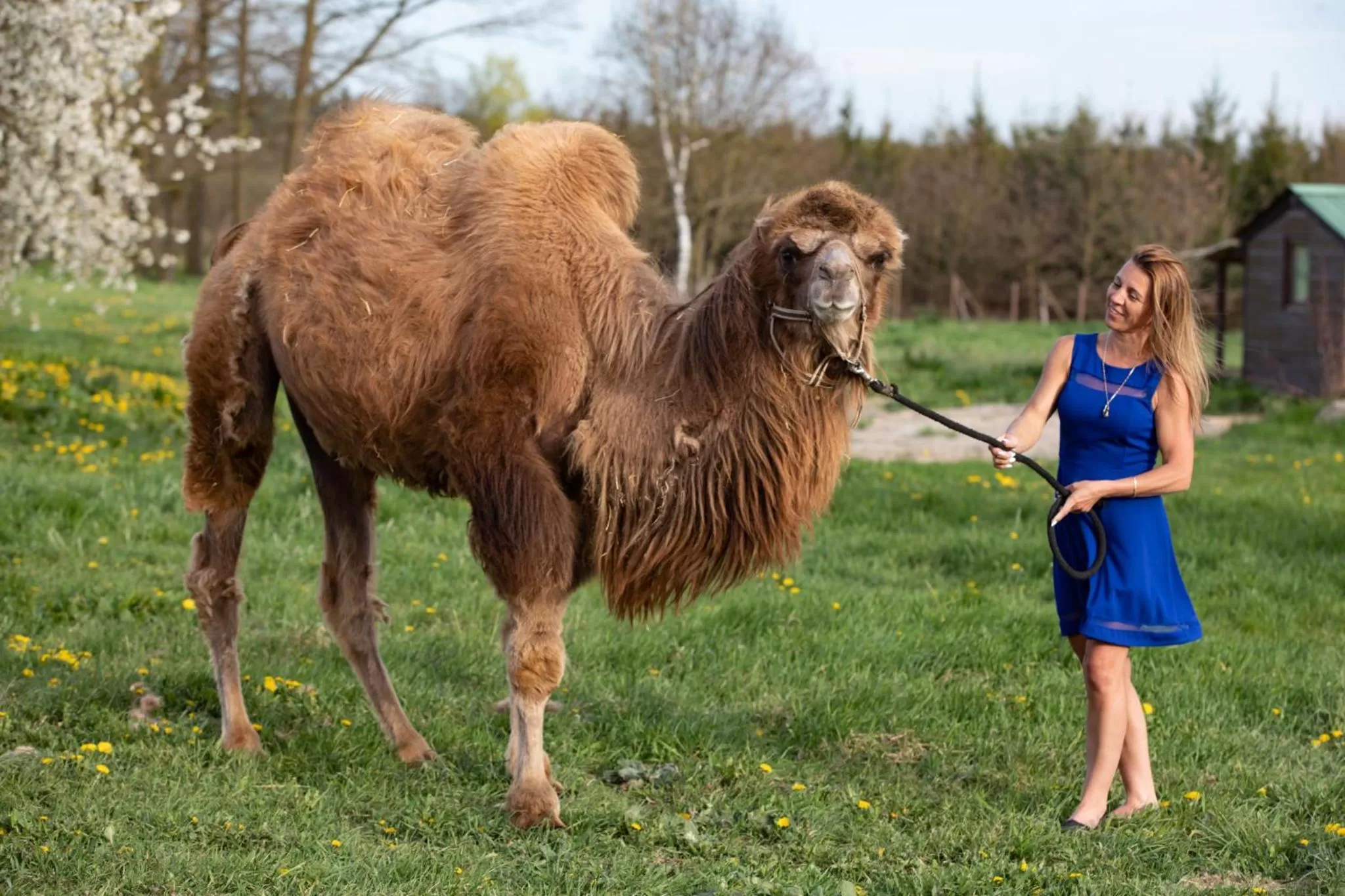 Residence Safari Resort - Bison Lodge