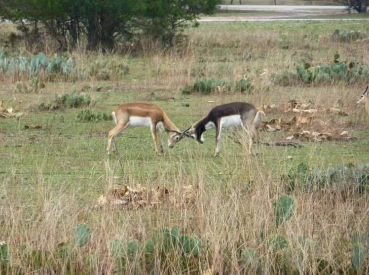 Flying L Ranch Resort & Golf Course