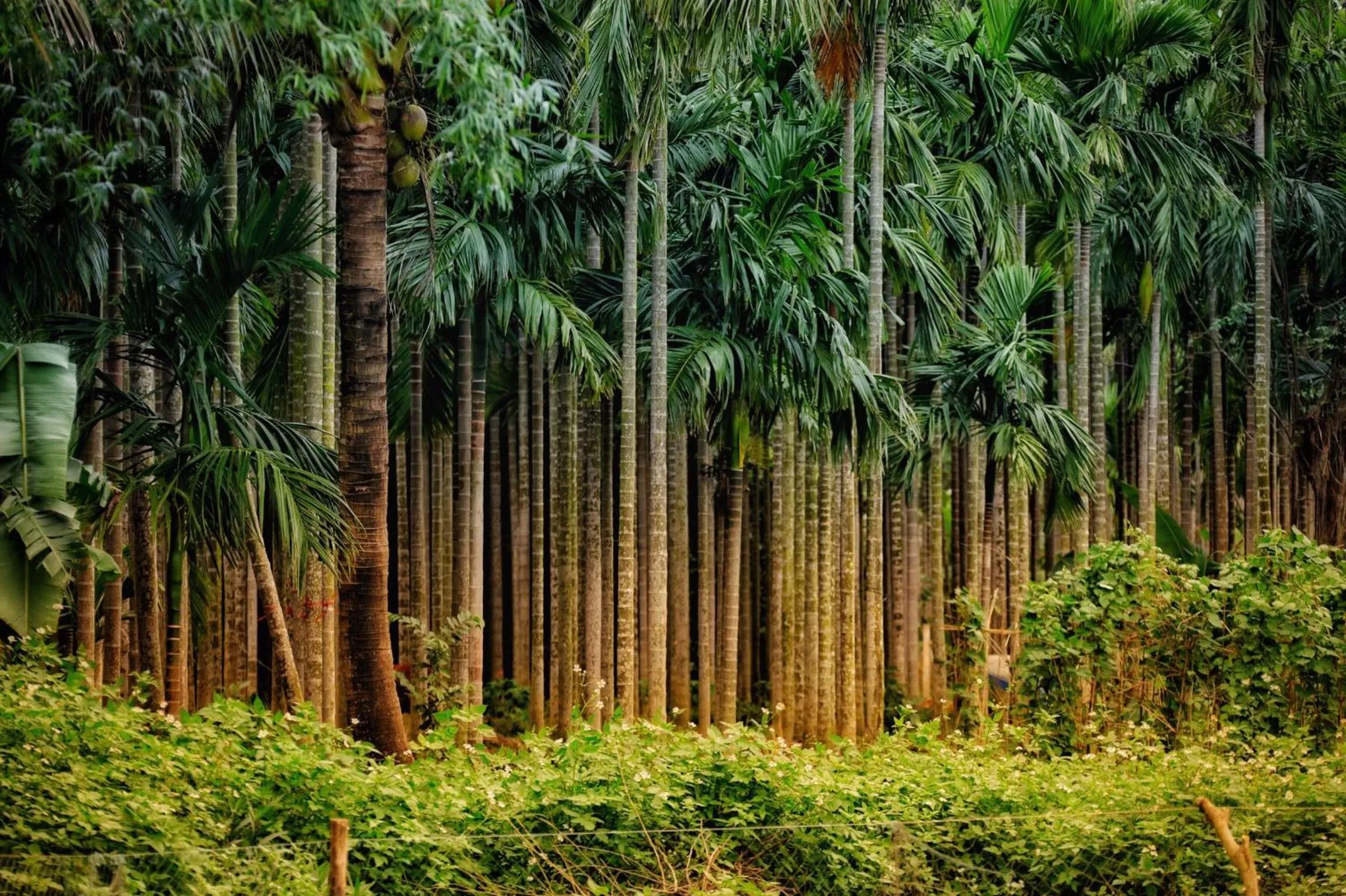 Nearby landmark in Riverside Hamlet Homestay & Villa