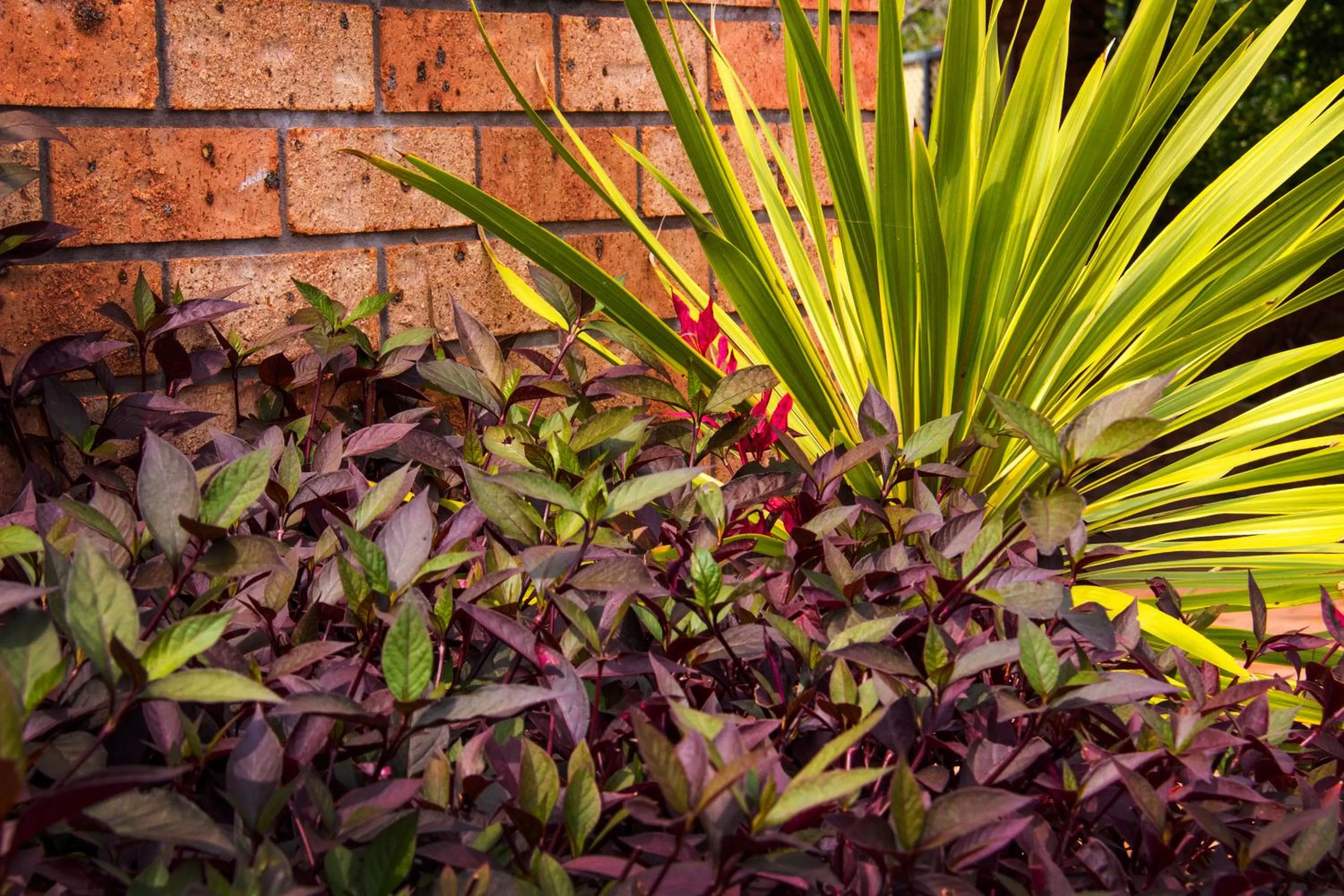 Garden in Crescent Motel Taree