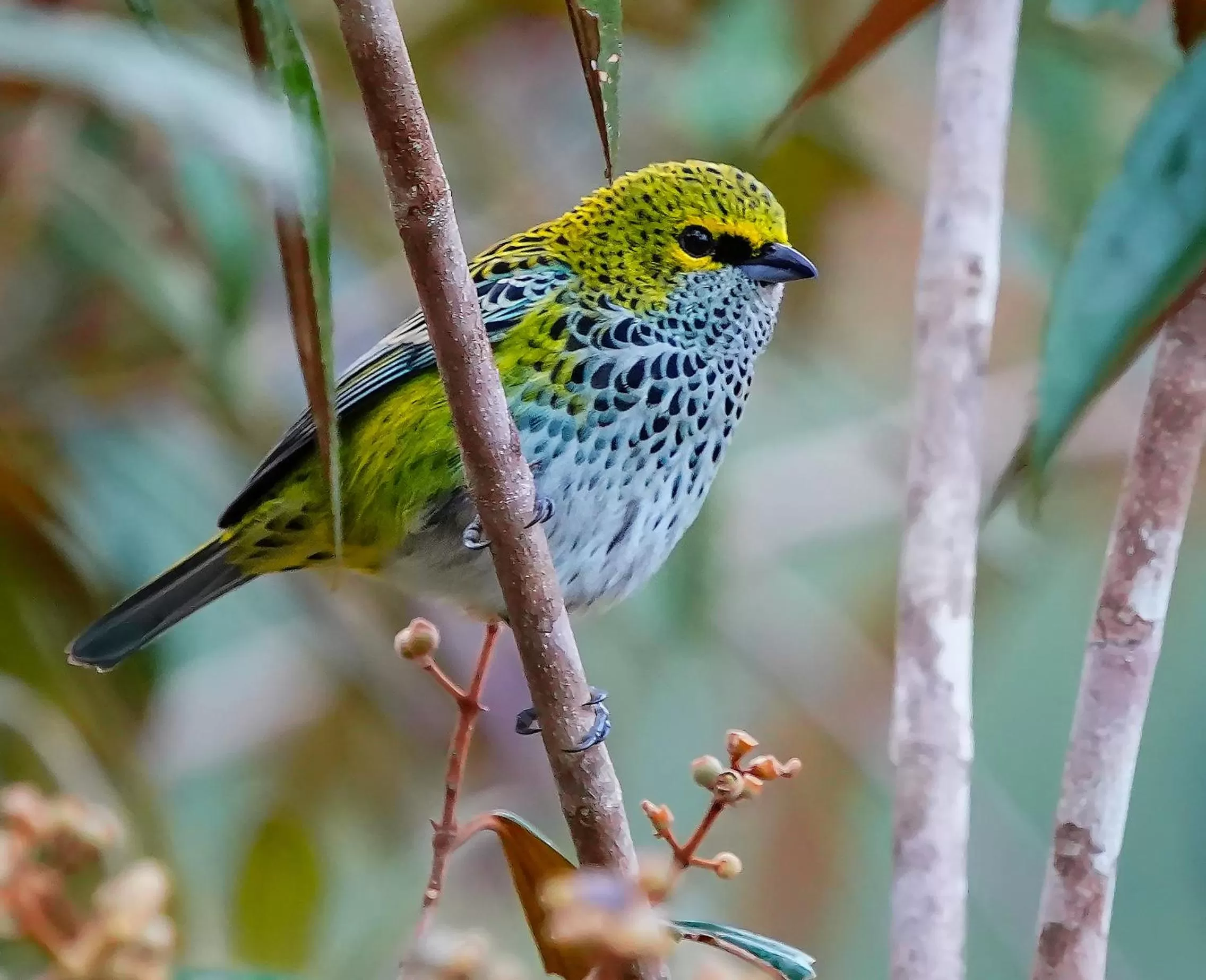 Garden, Other Animals in Arte de Plumas birding lodge