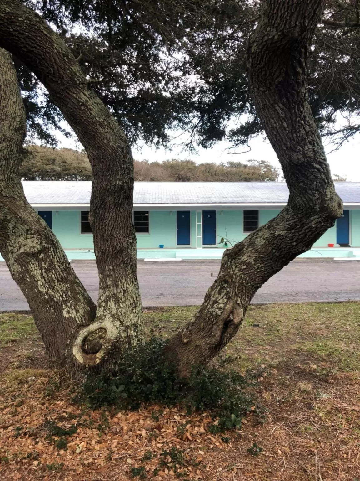 Garden in Swell Motel