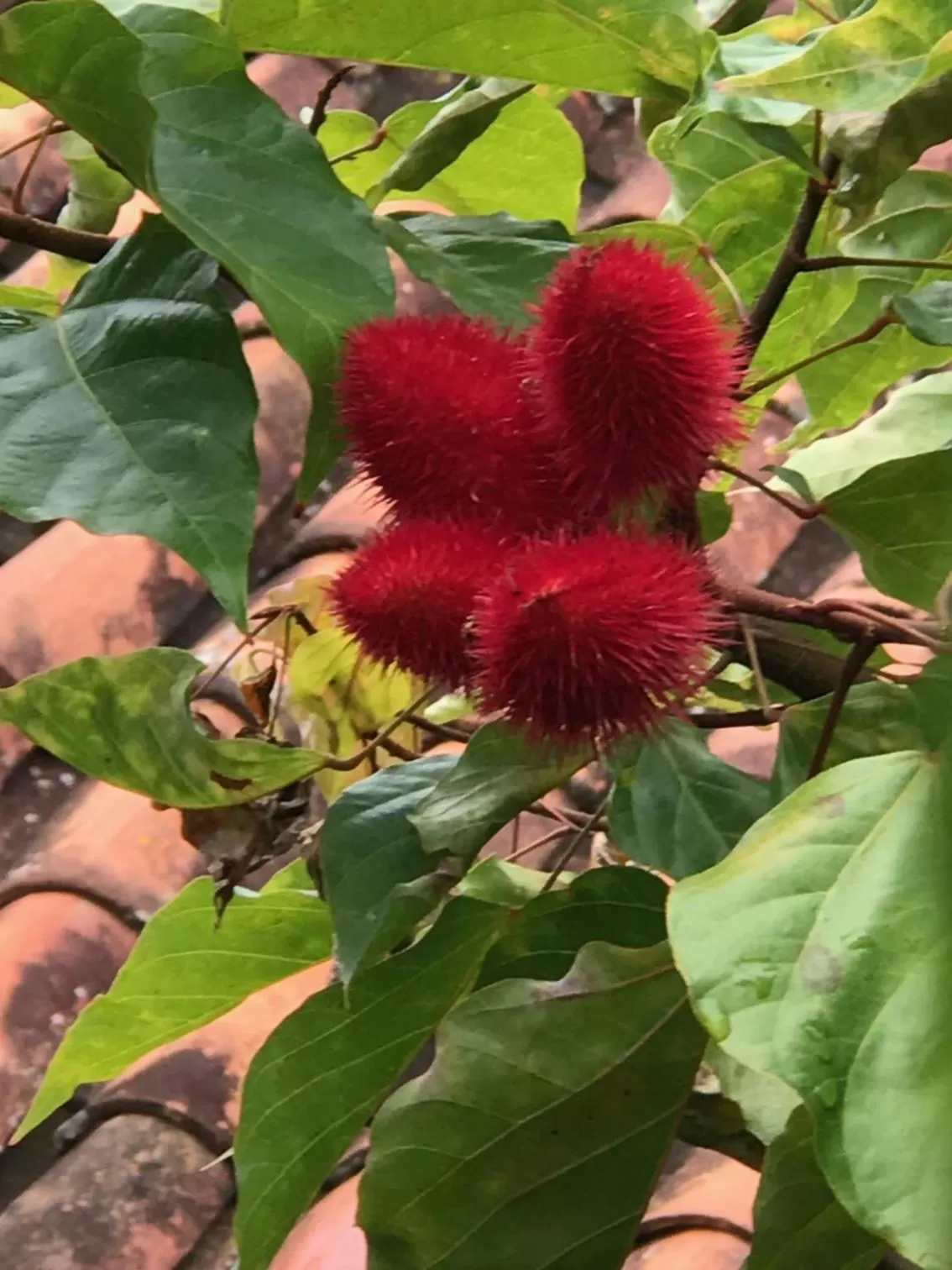 Garden in Achiotte Hotel Boutique by Masaya