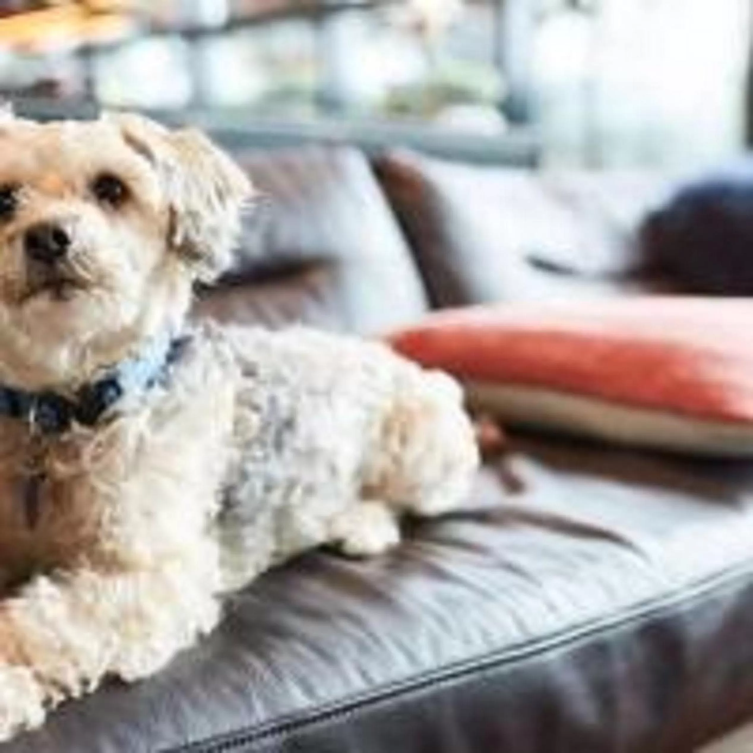 Pets in El Capitan Hotel