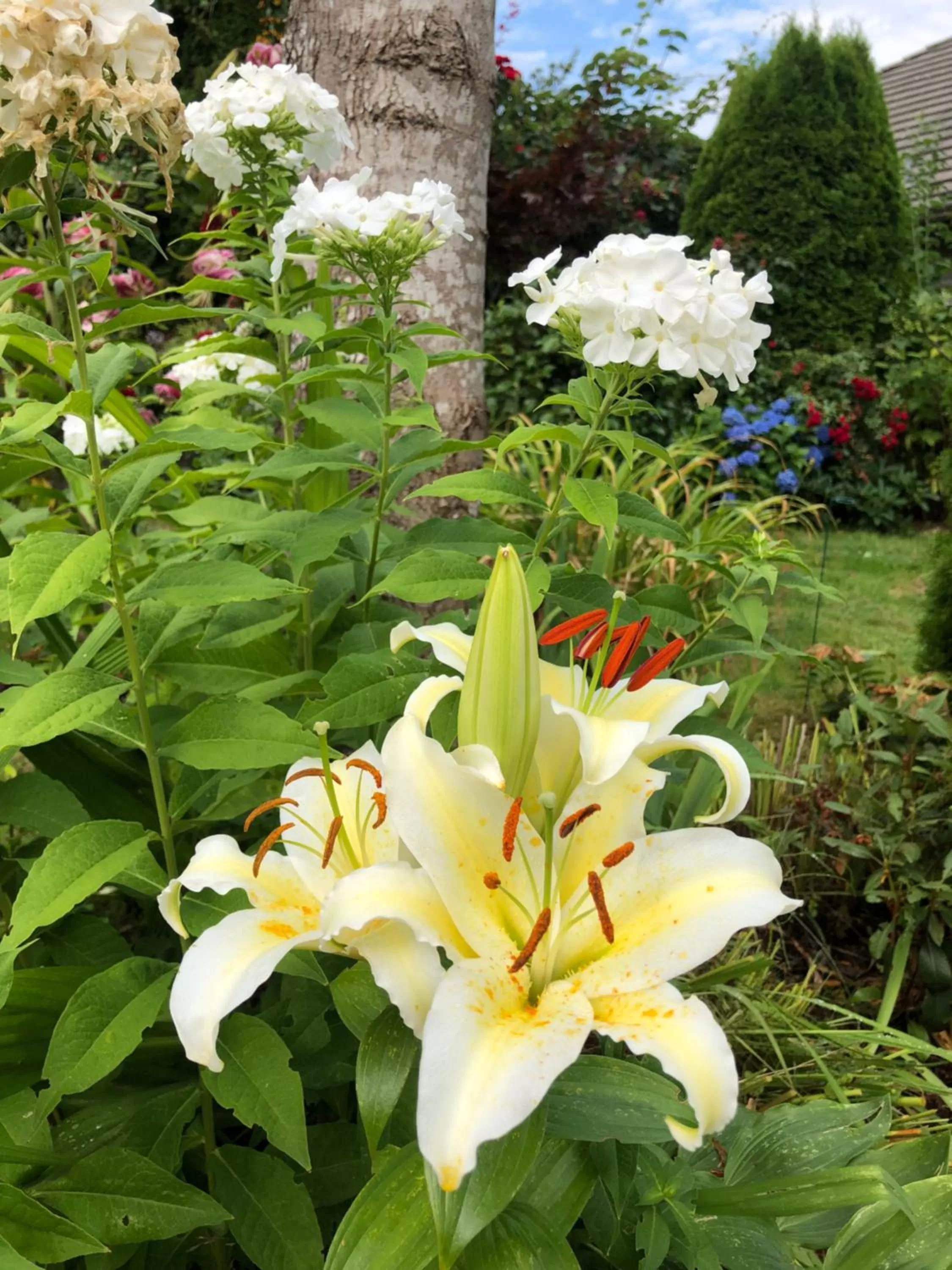 Garden in Jane's private rooms with shared washroom