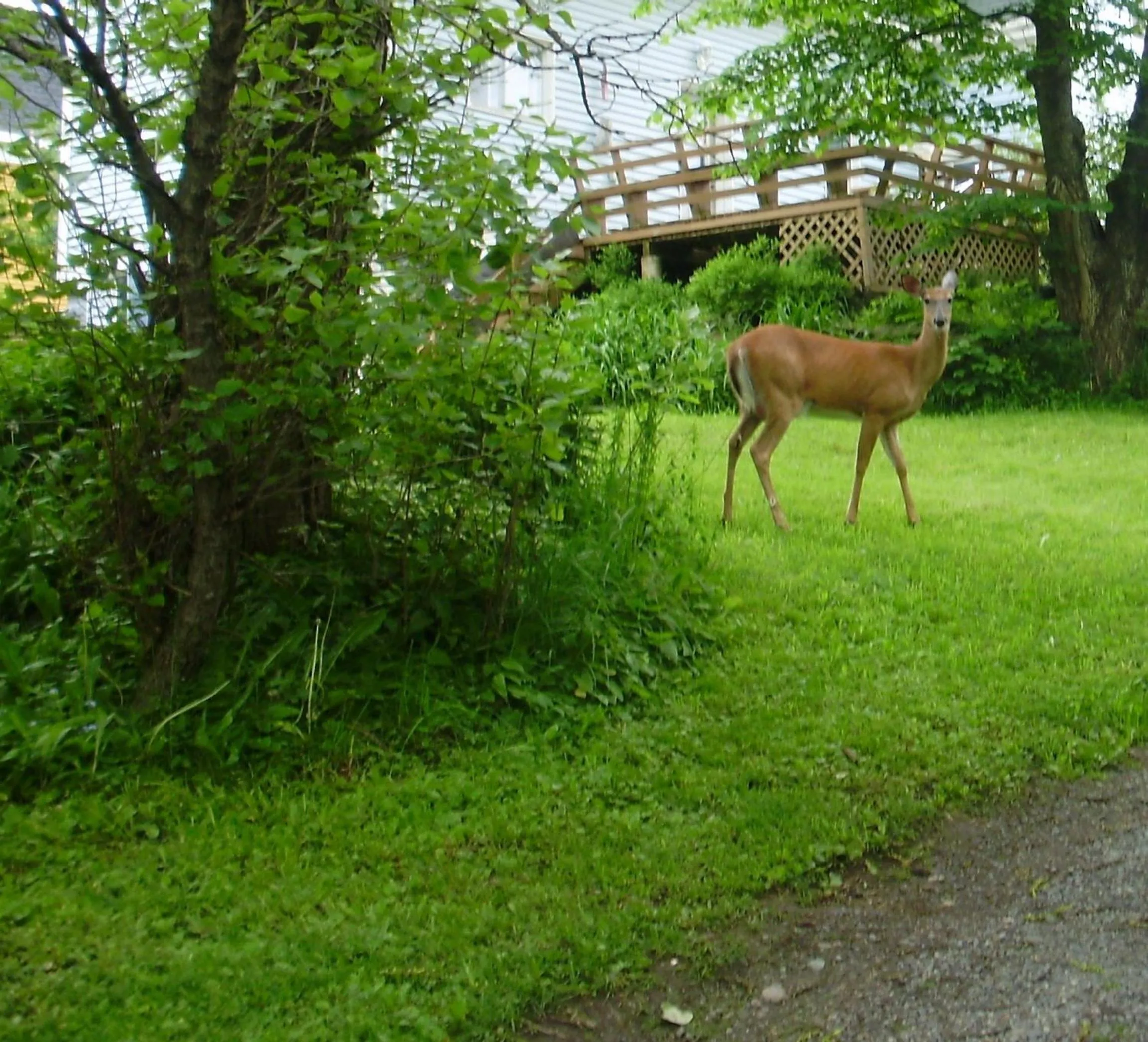 Natural landscape in Braeside Country Inn
