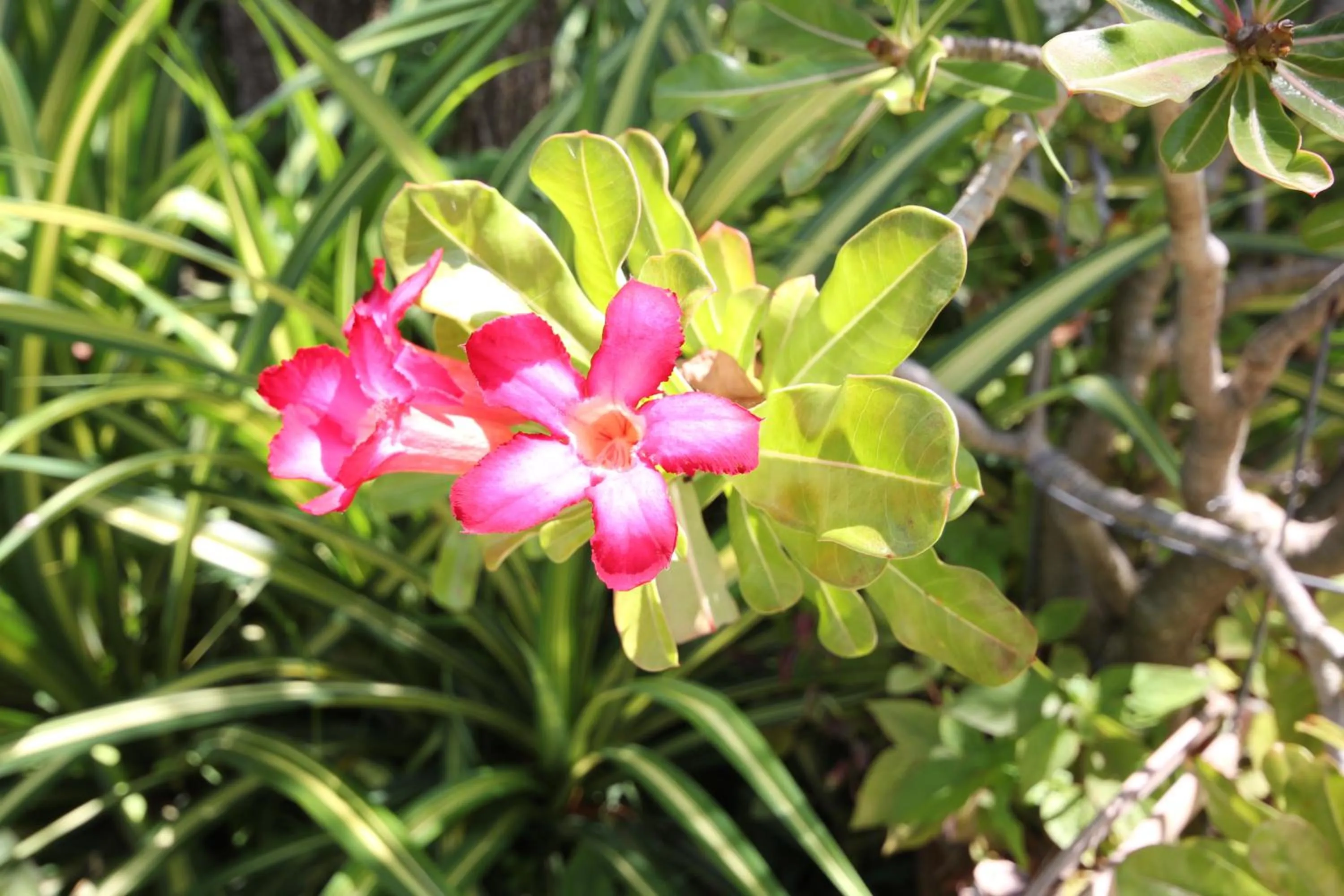 Garden in Coco Lanta Resort - SHA Extra Plus