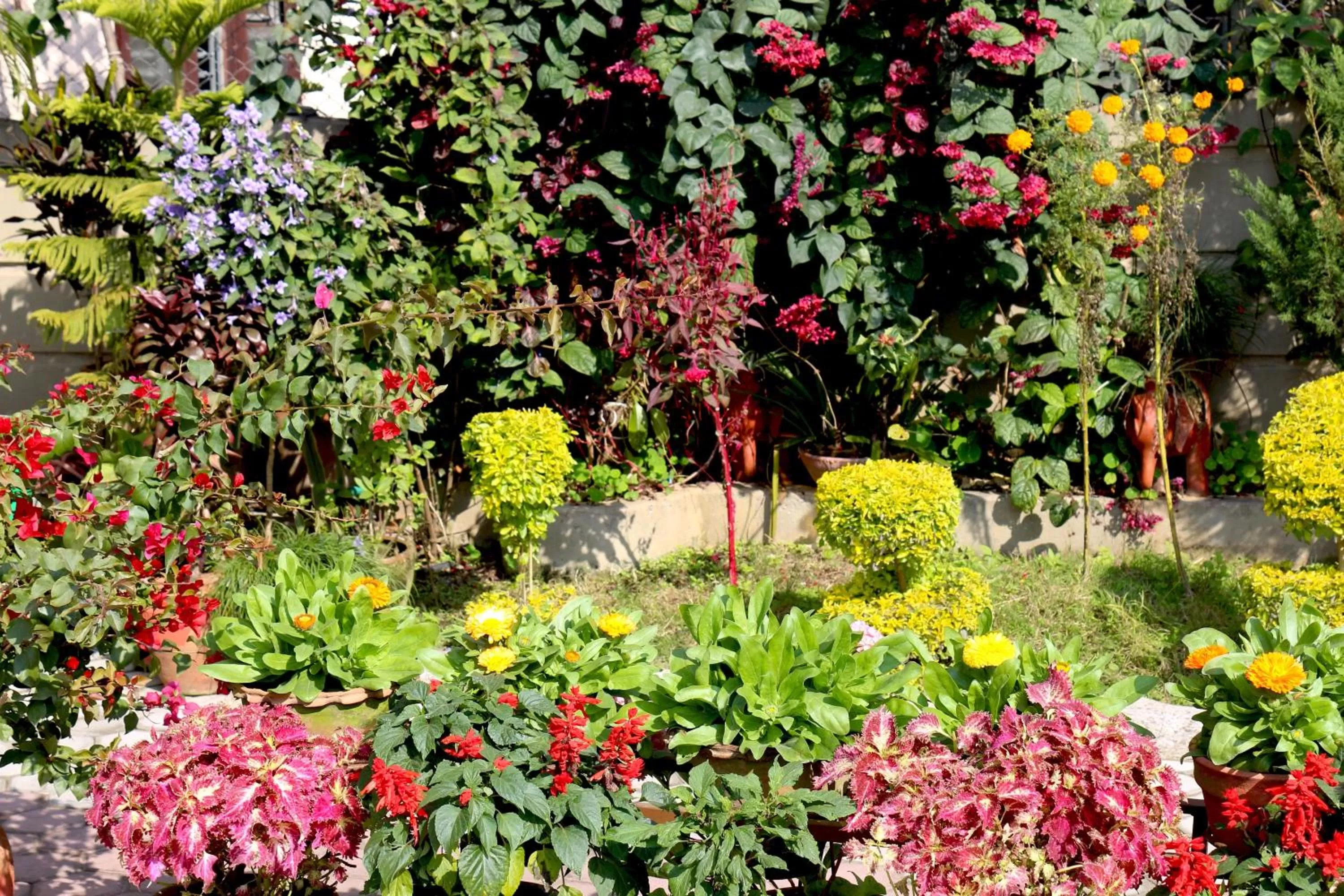 Garden in Hotel Orchid