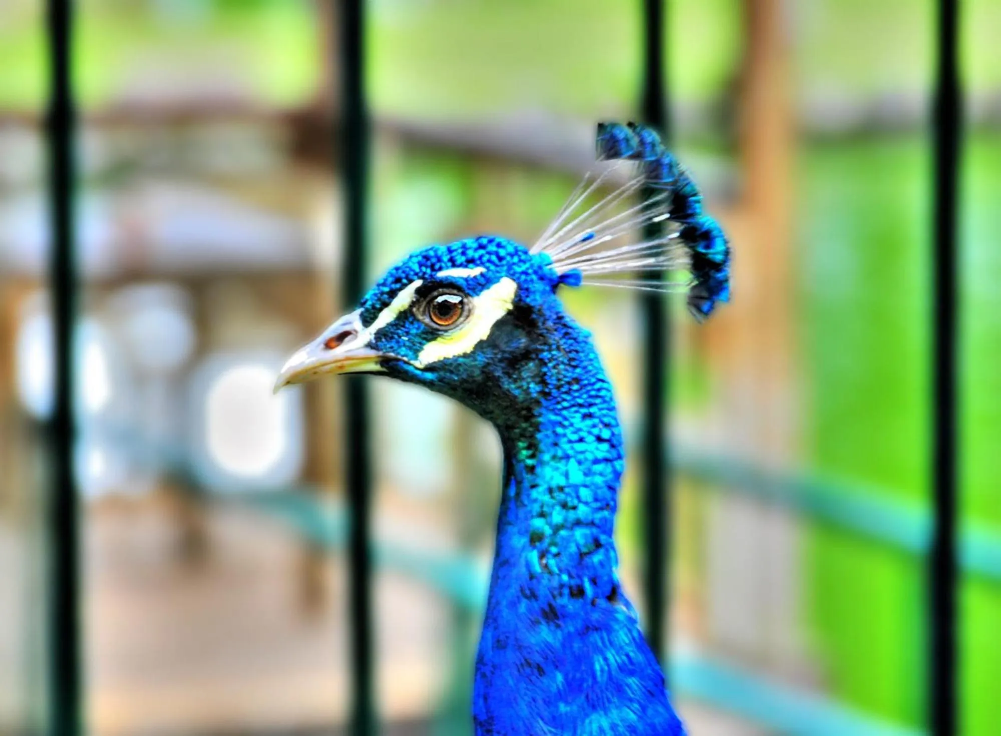 Animals in Eden Nature Park and Resort