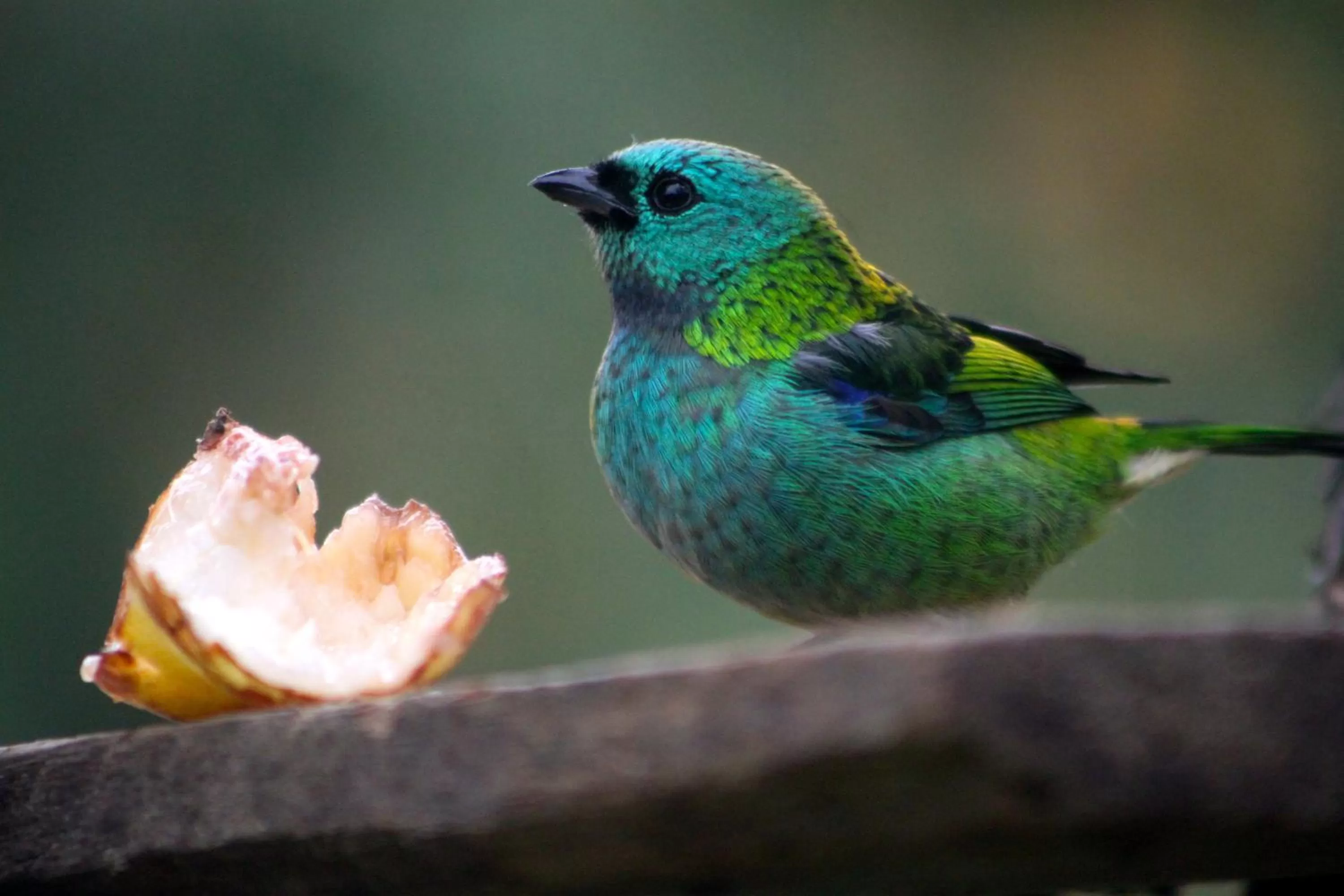 Animals, Other Animals in Pousada da Rosa