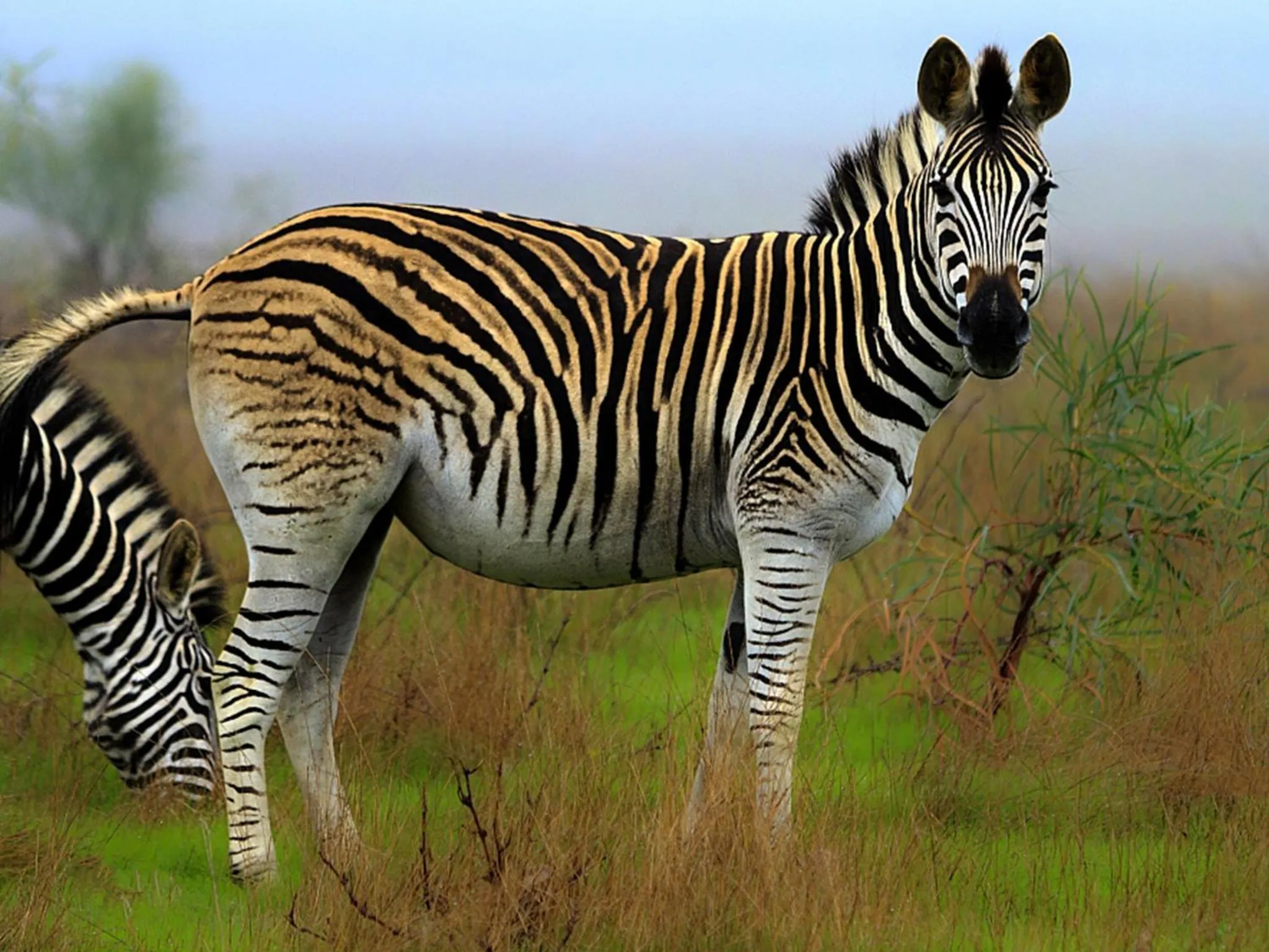 Animals in Wild Clover Cottages