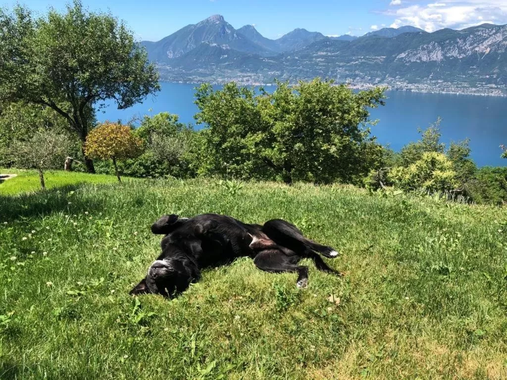 Pets, Other Animals in FAVAI HILLS your secret hideaway