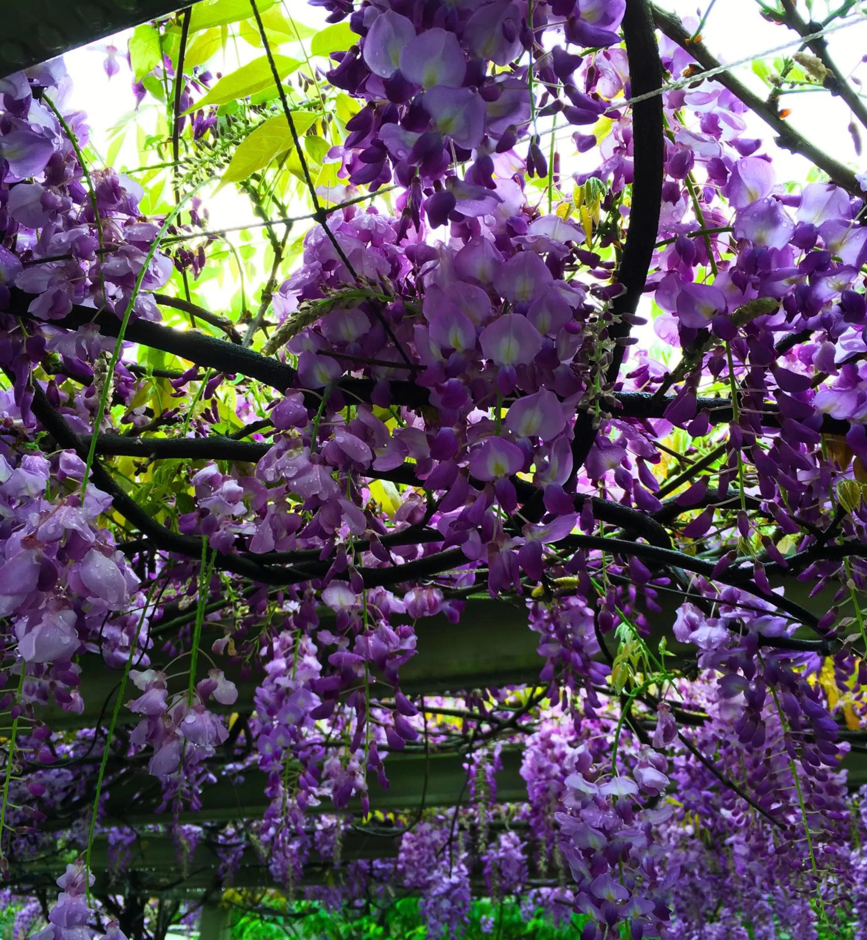 Garden in Rainbow Bridge B&B