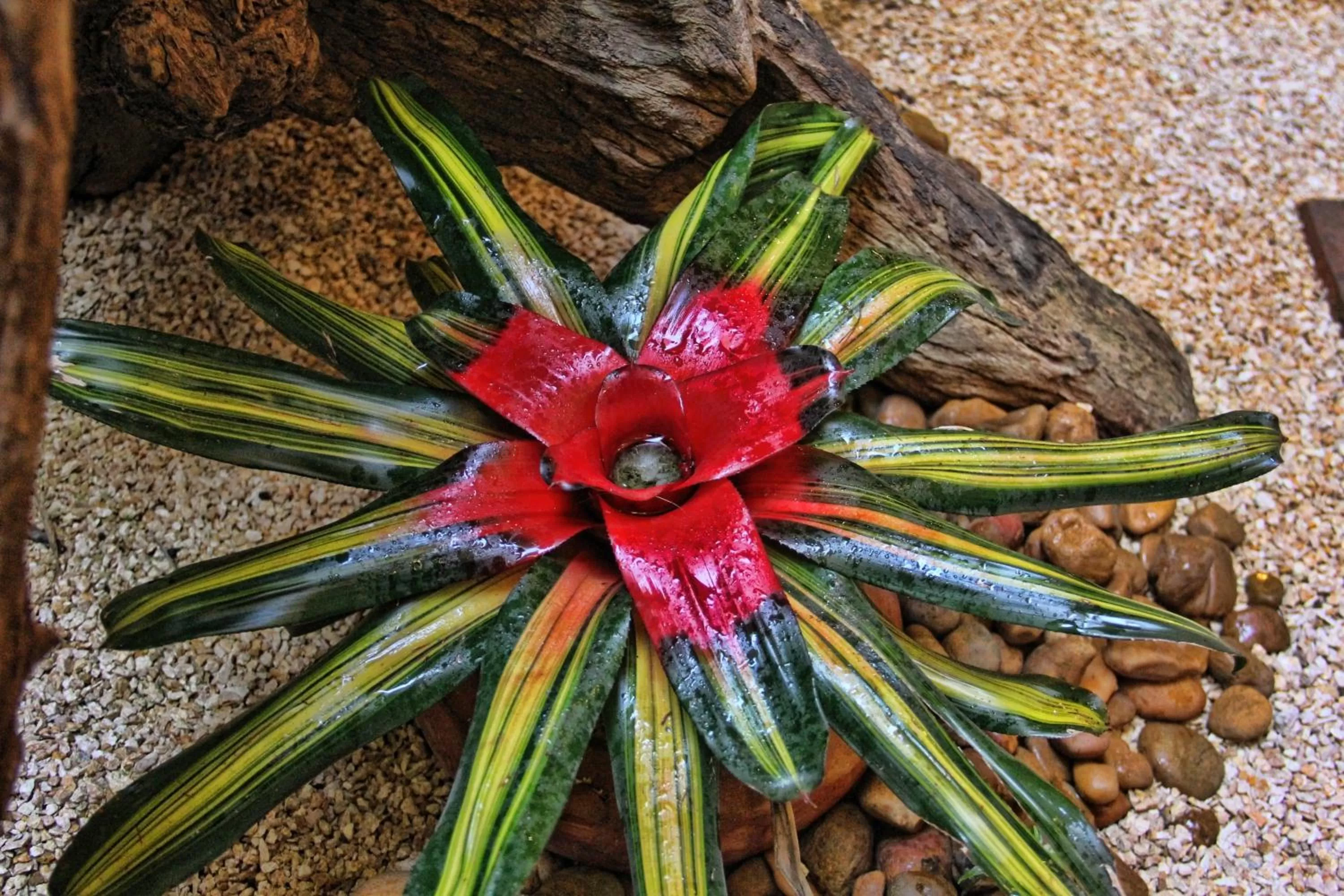 Garden, Other Animals in Casa Del Reloj