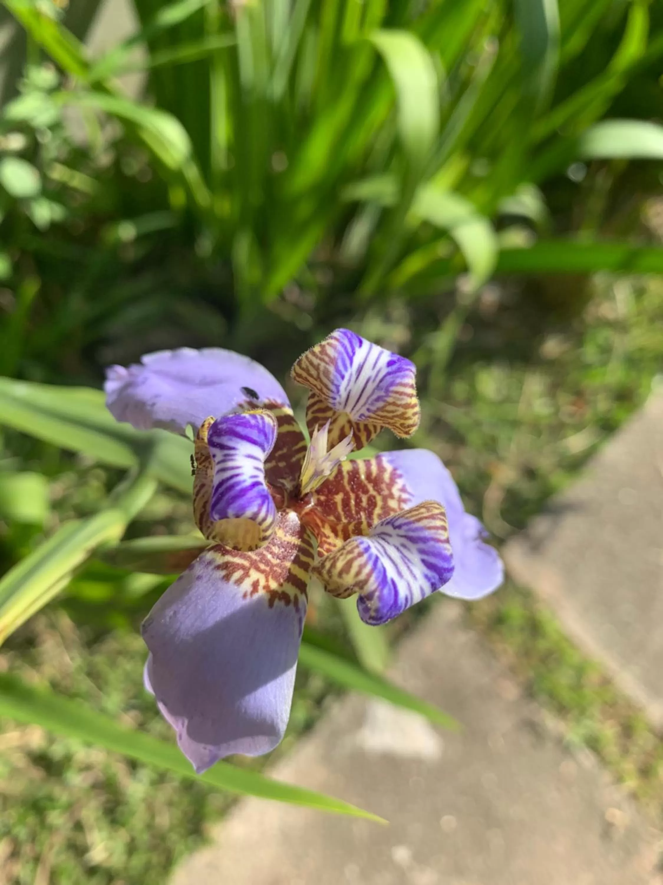 Other Animals in Beach House Floripa