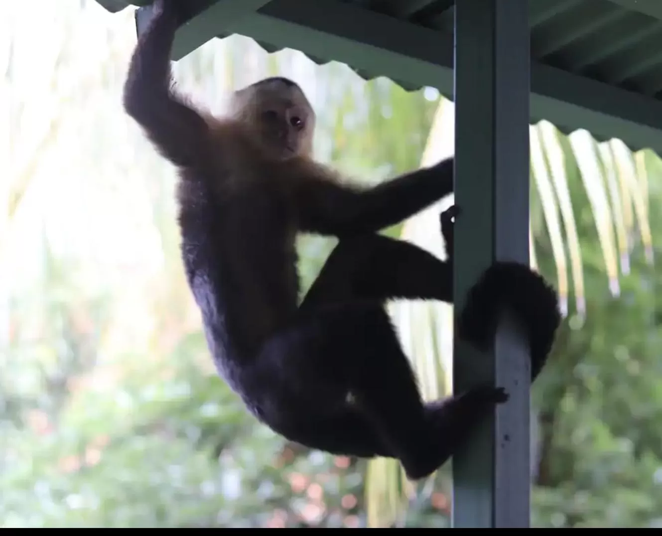 Other Animals in Casa G - Manuel Antonio oceanview hotel
