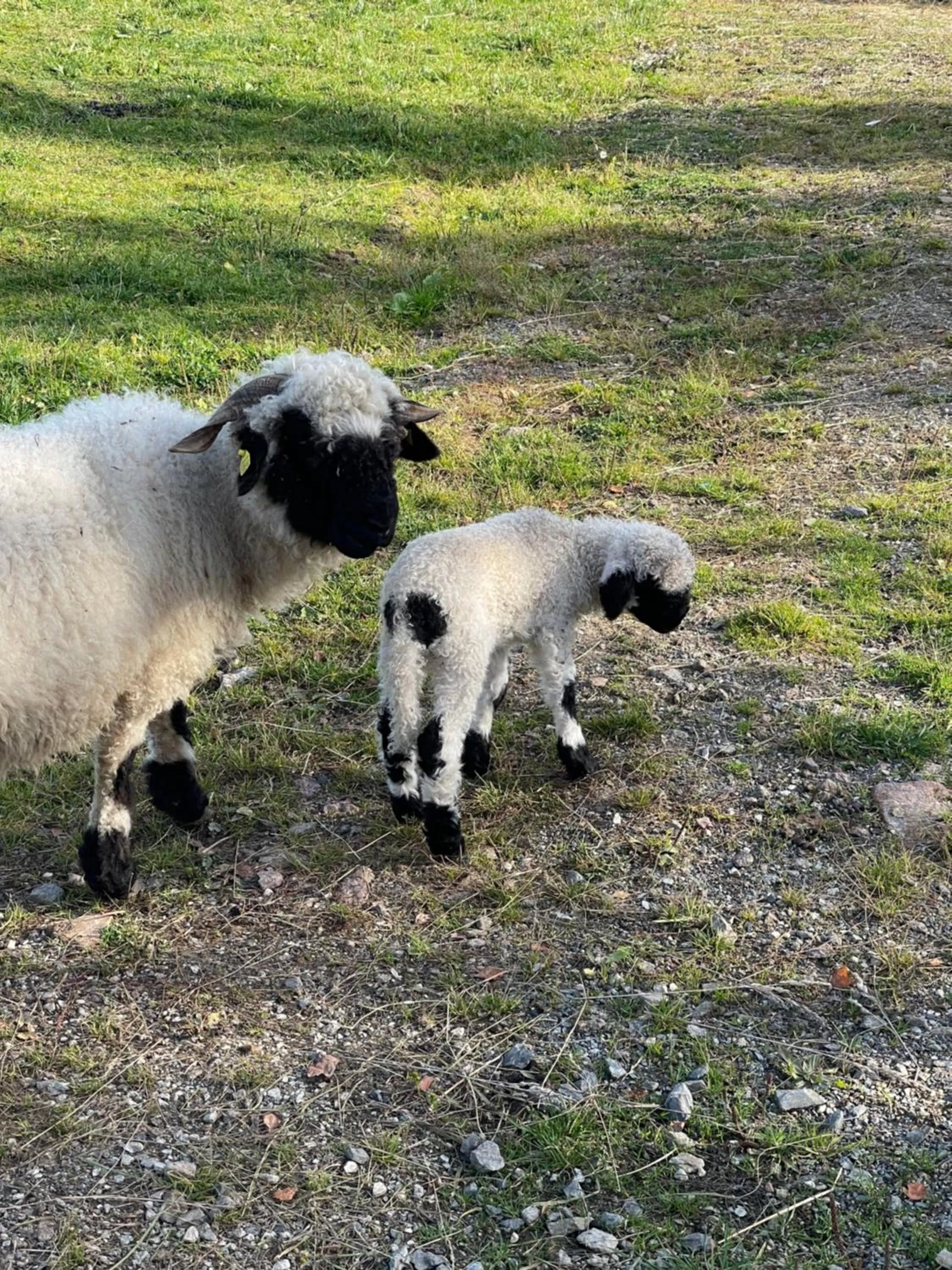 Animals in Hotel Lugsteinhof