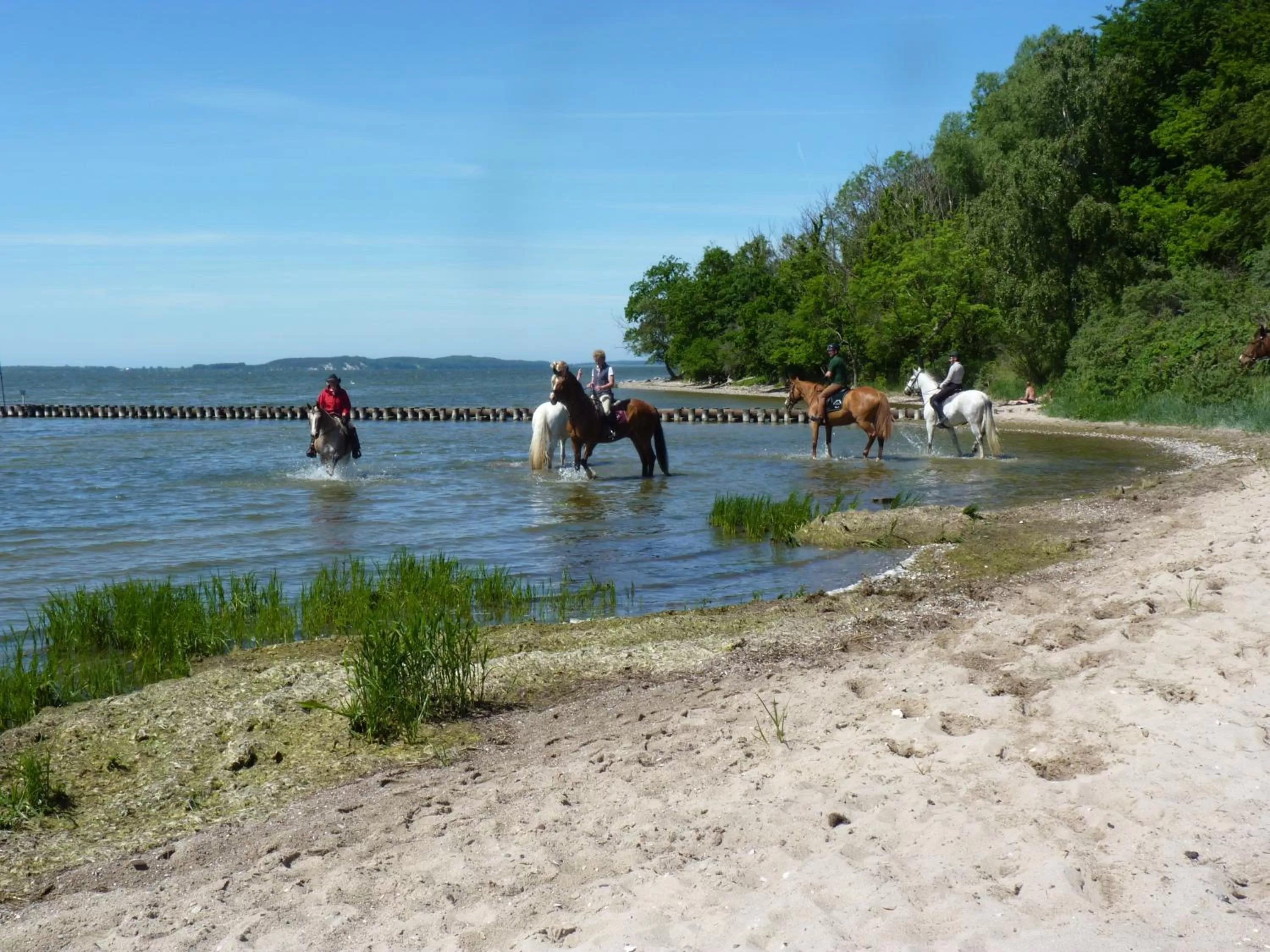 Horse-riding, Horseback Riding in Hotel Am Markt