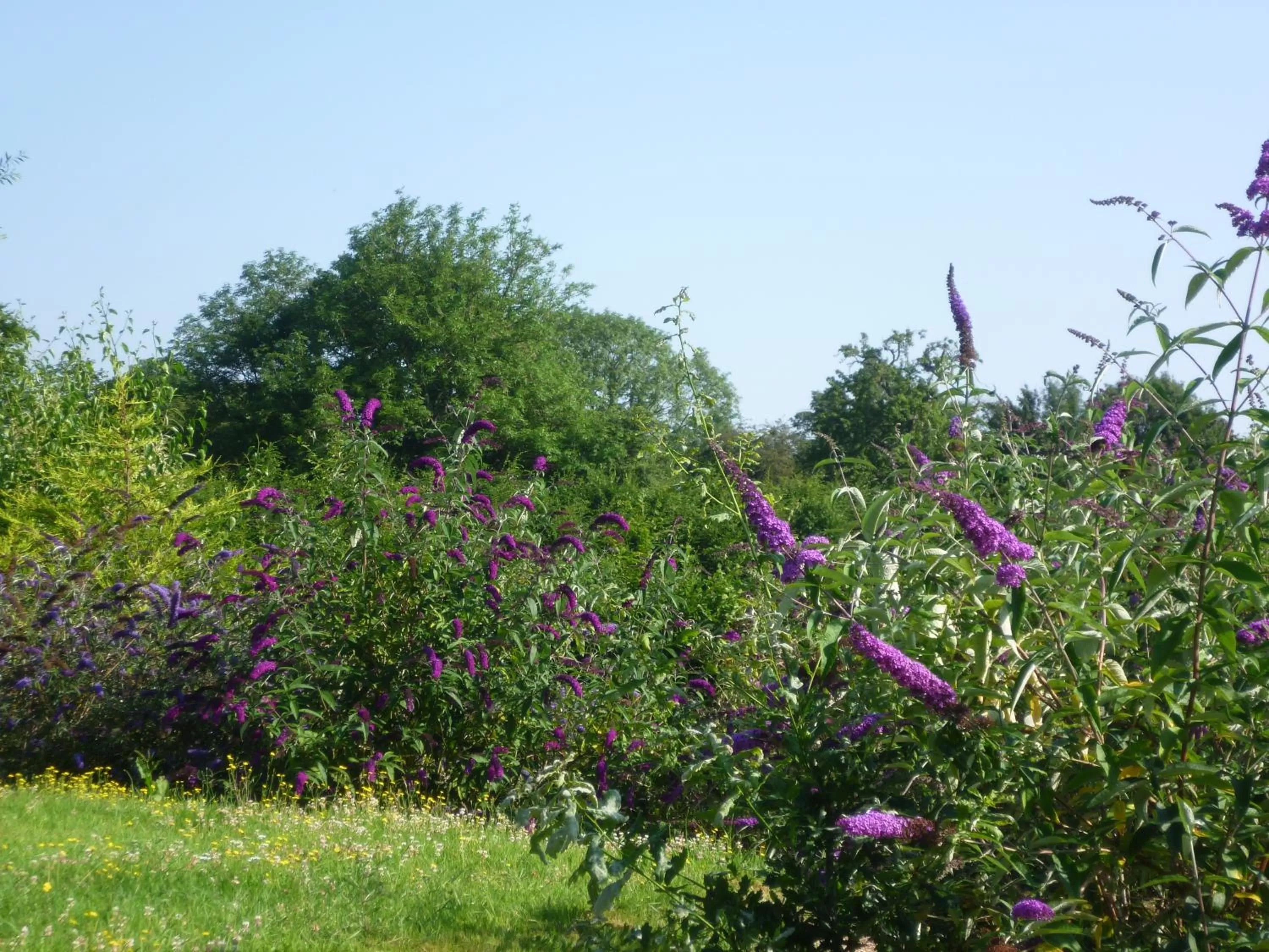 Le Pommenial de la Hérissonnière