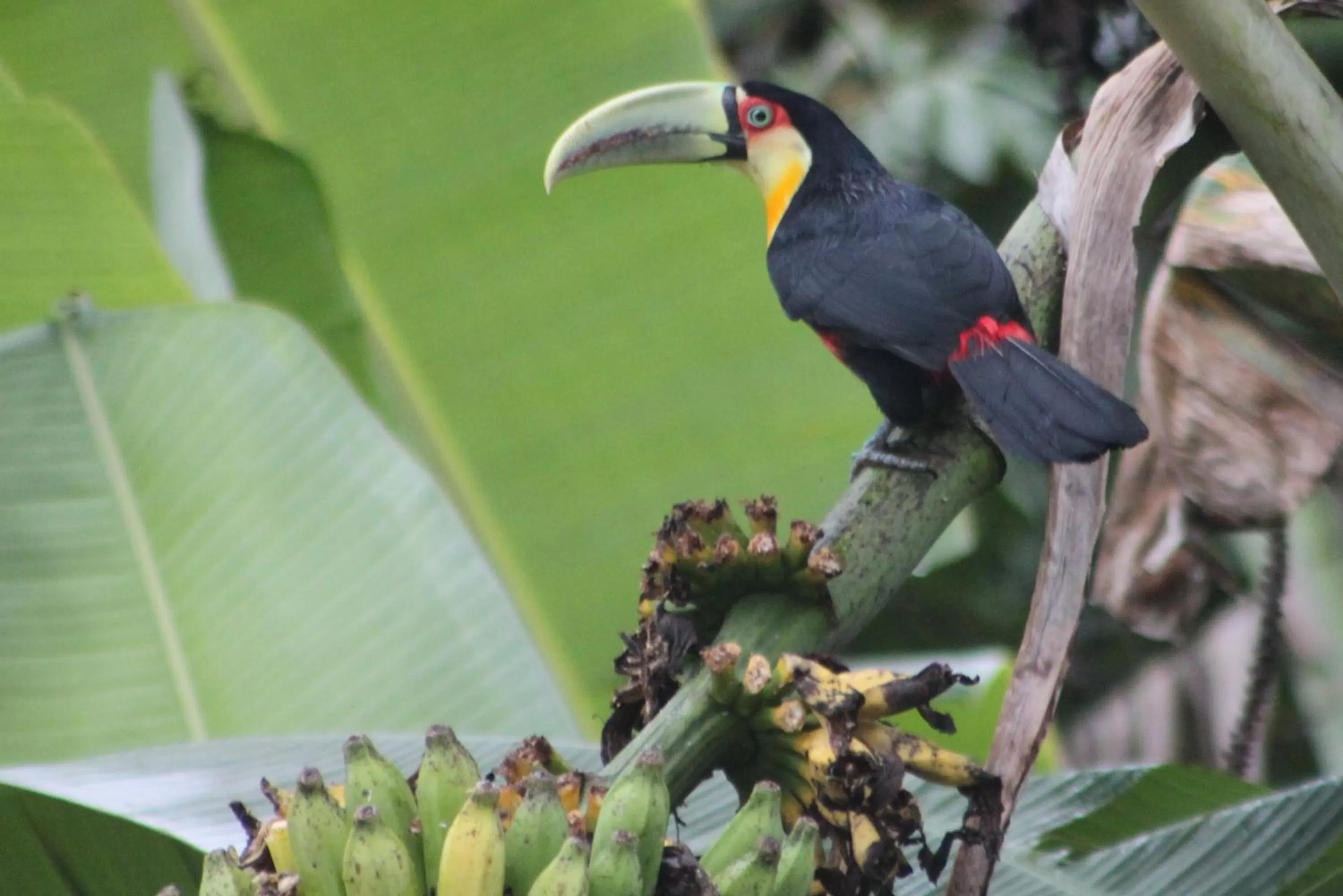 Animals, Other Animals in Pousada da Rosa