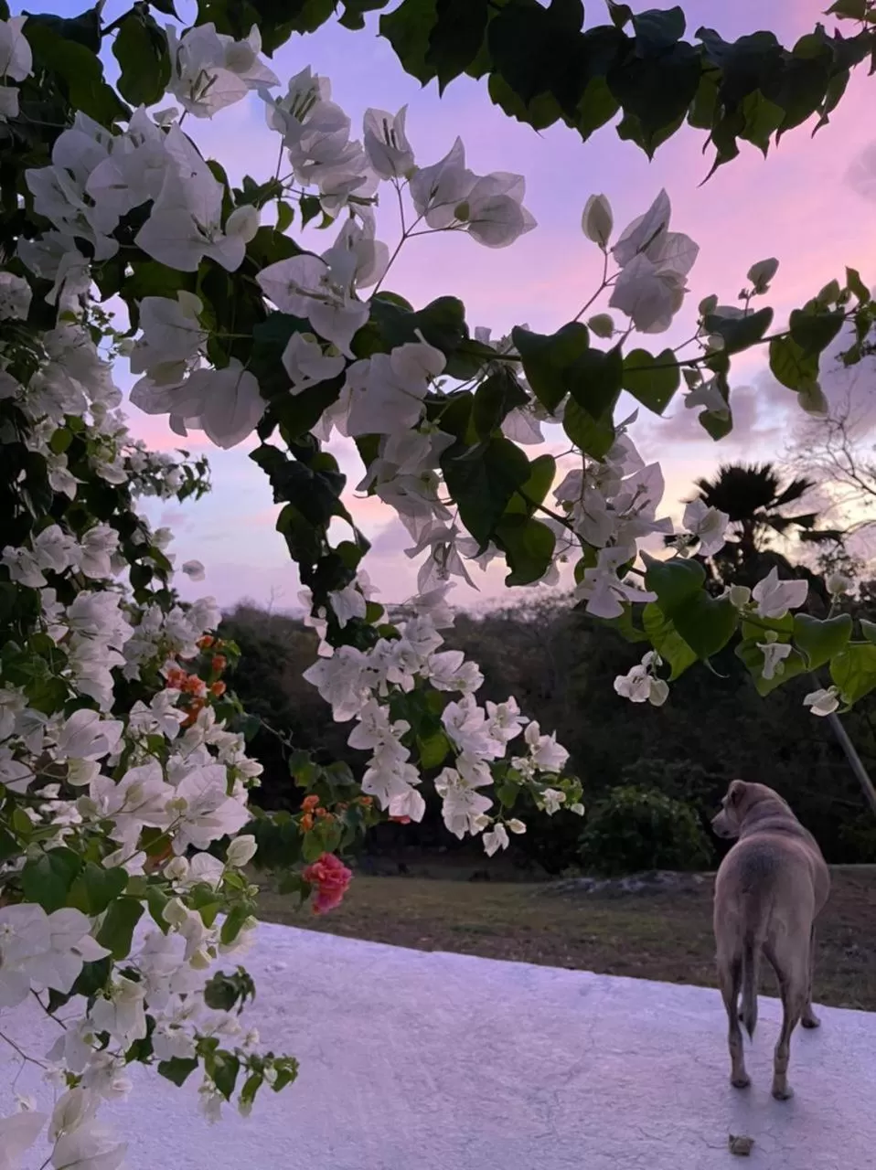 Pets in Massalli Sanctuary Lodge