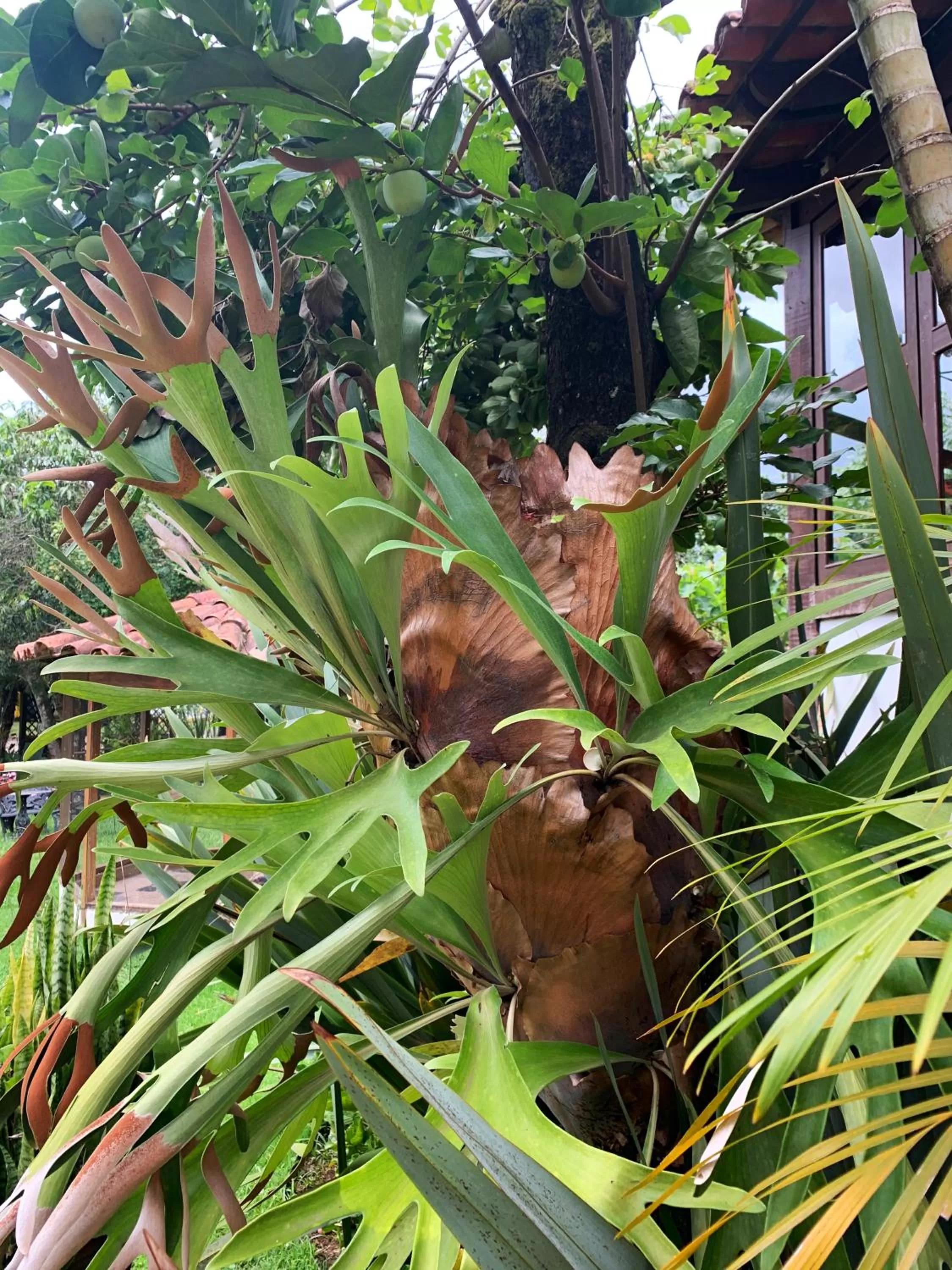 Garden, Other Animals in Pousada Villa Real