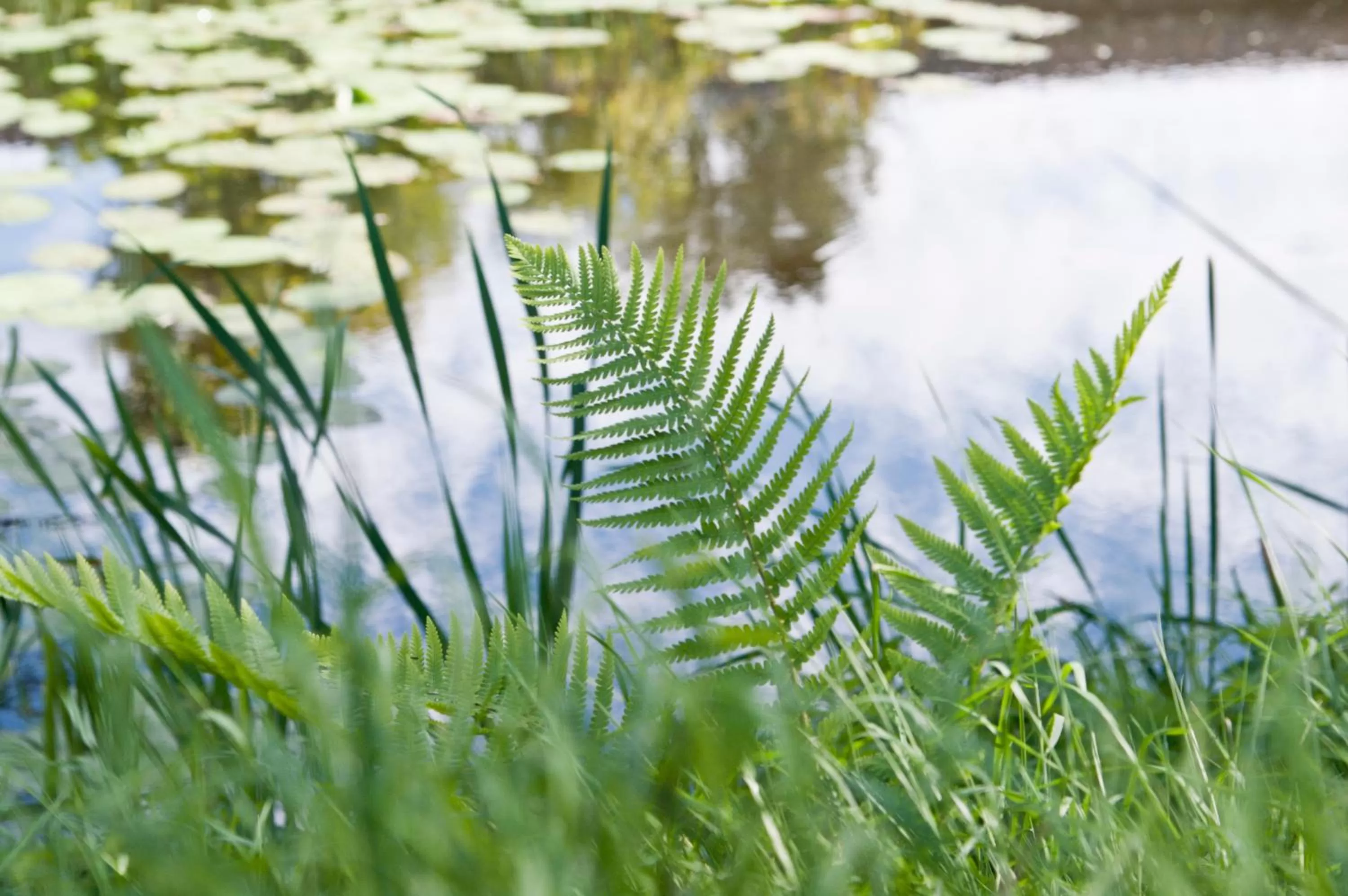 Garden in Kasteel Aldenghoor