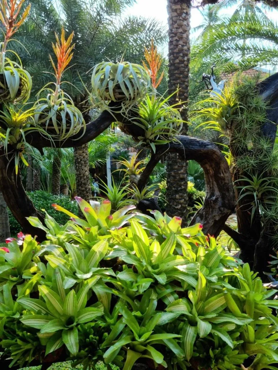 Garden in Coco Palm Beach Resort