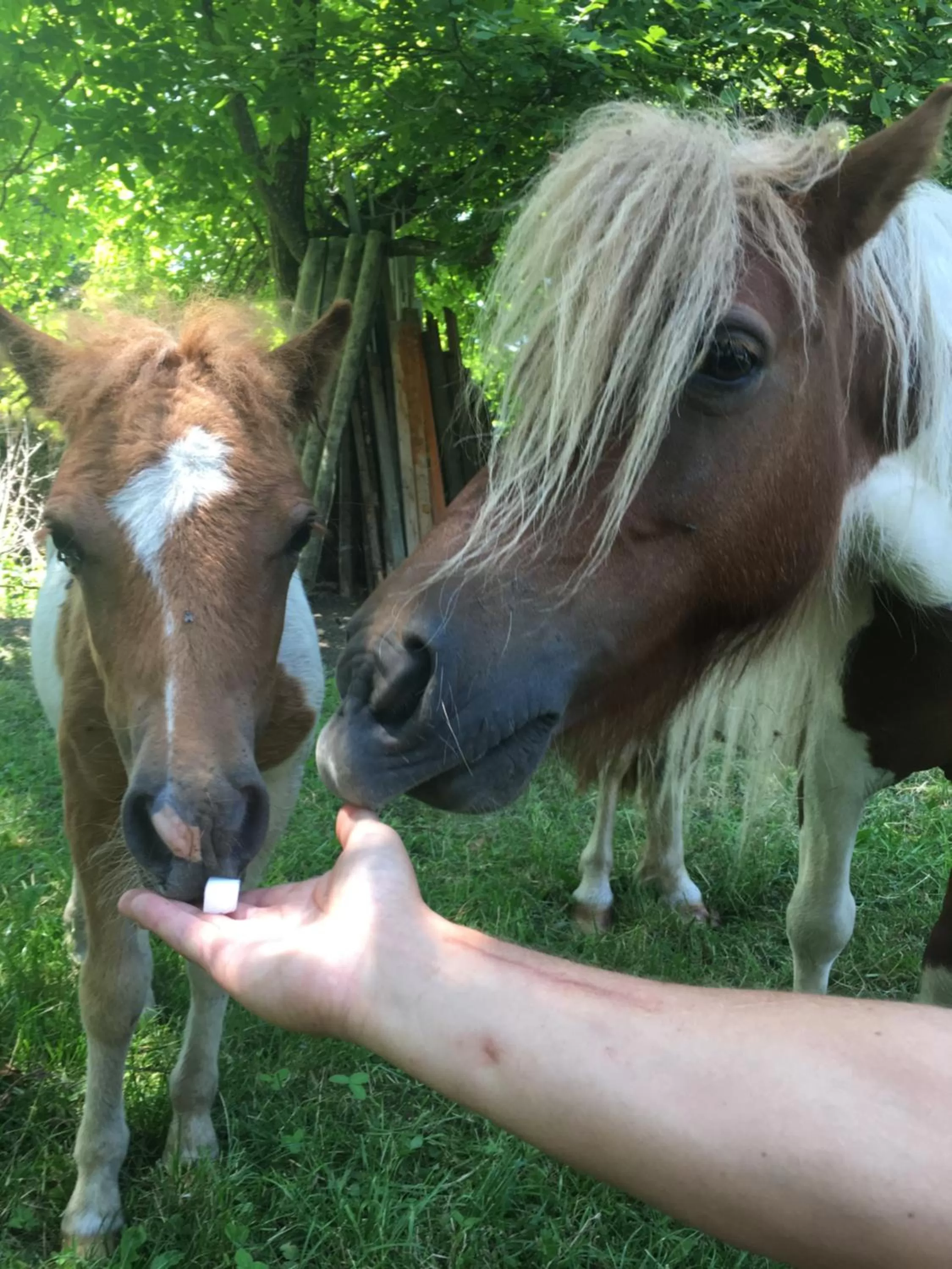 Day in Pensiunea SilvAnka