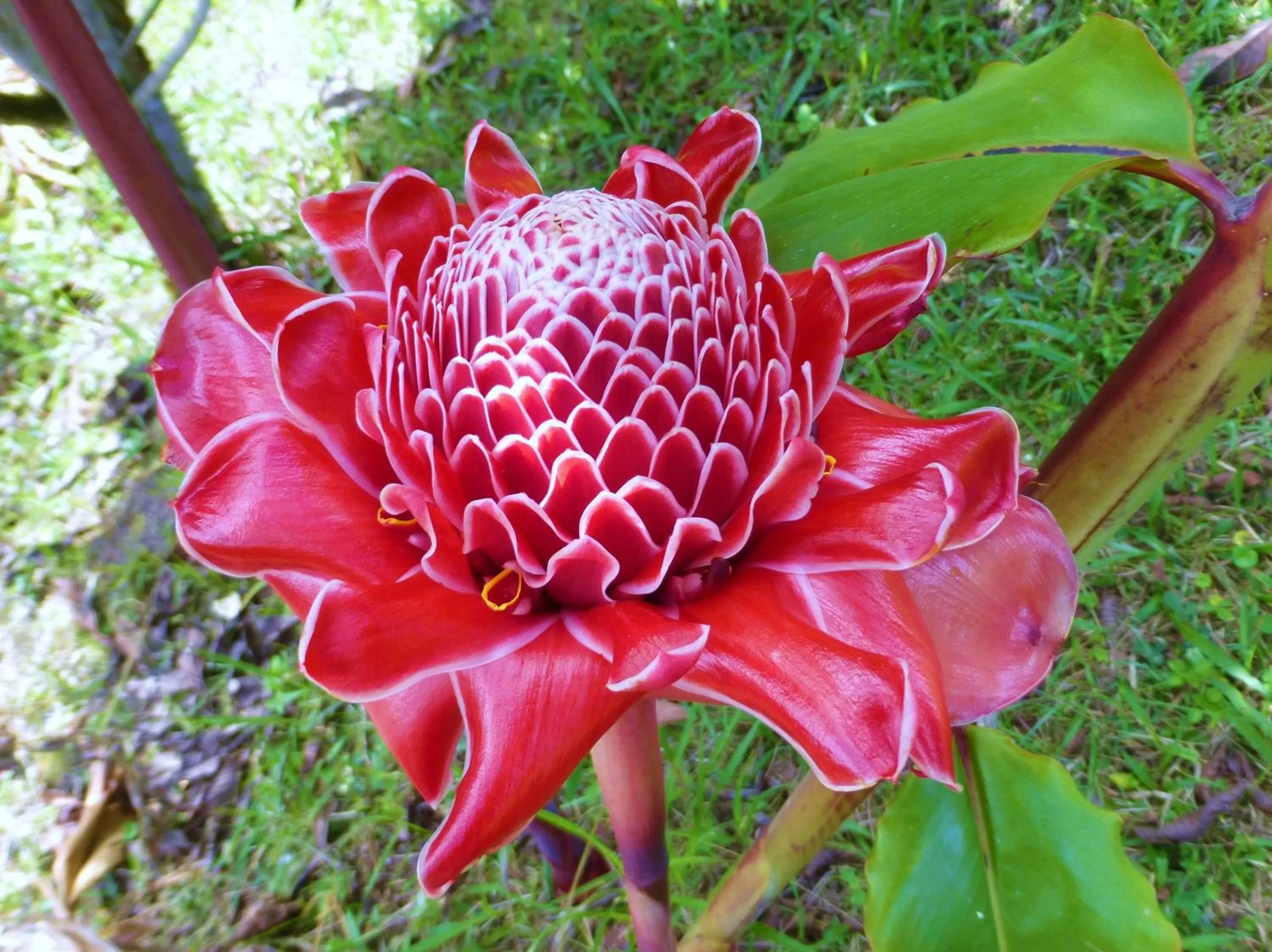 Garden, Other Animals in Finca El Cielo