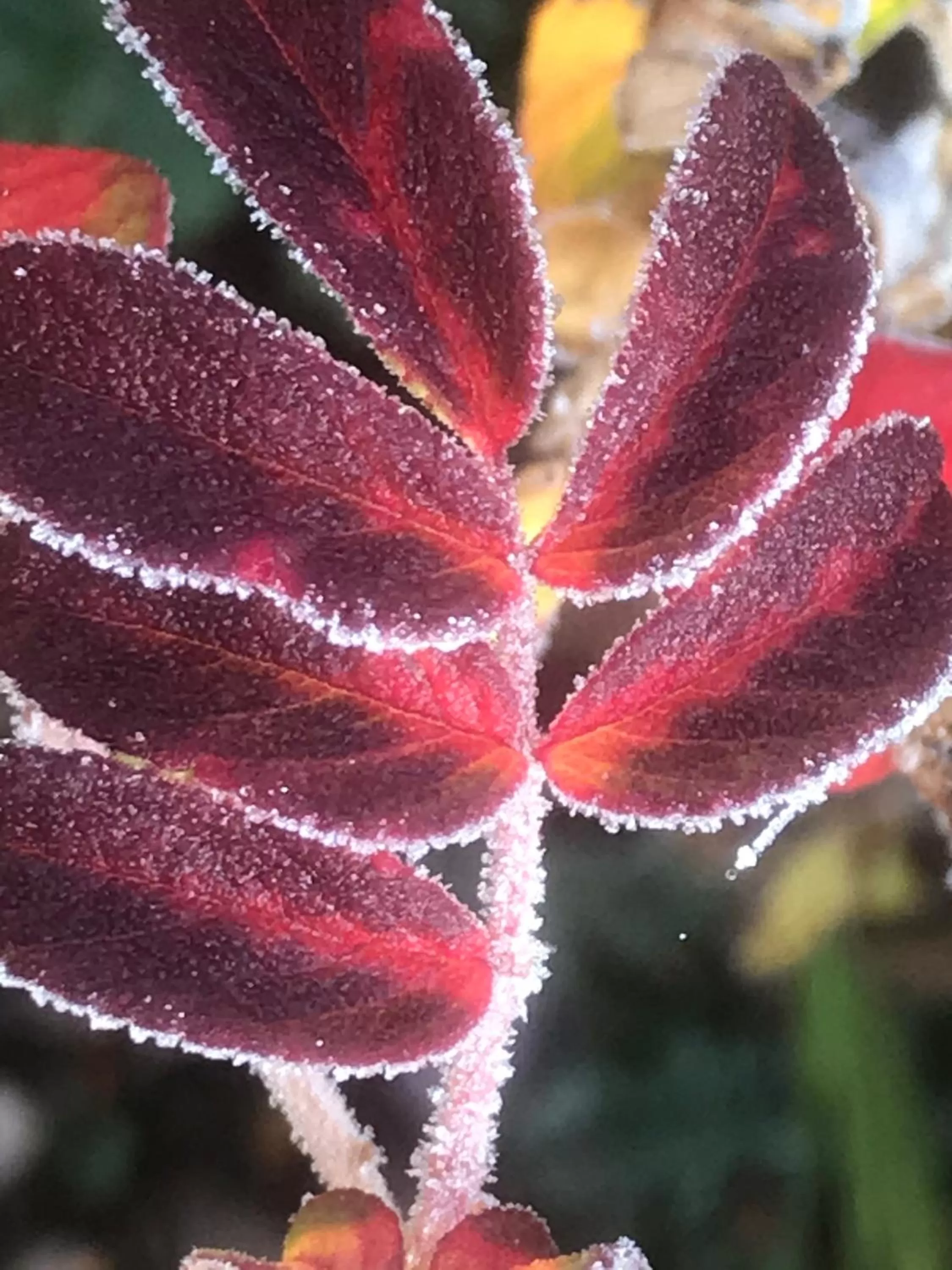 Garden, Food in Bed and Breakfast Bavaria München
