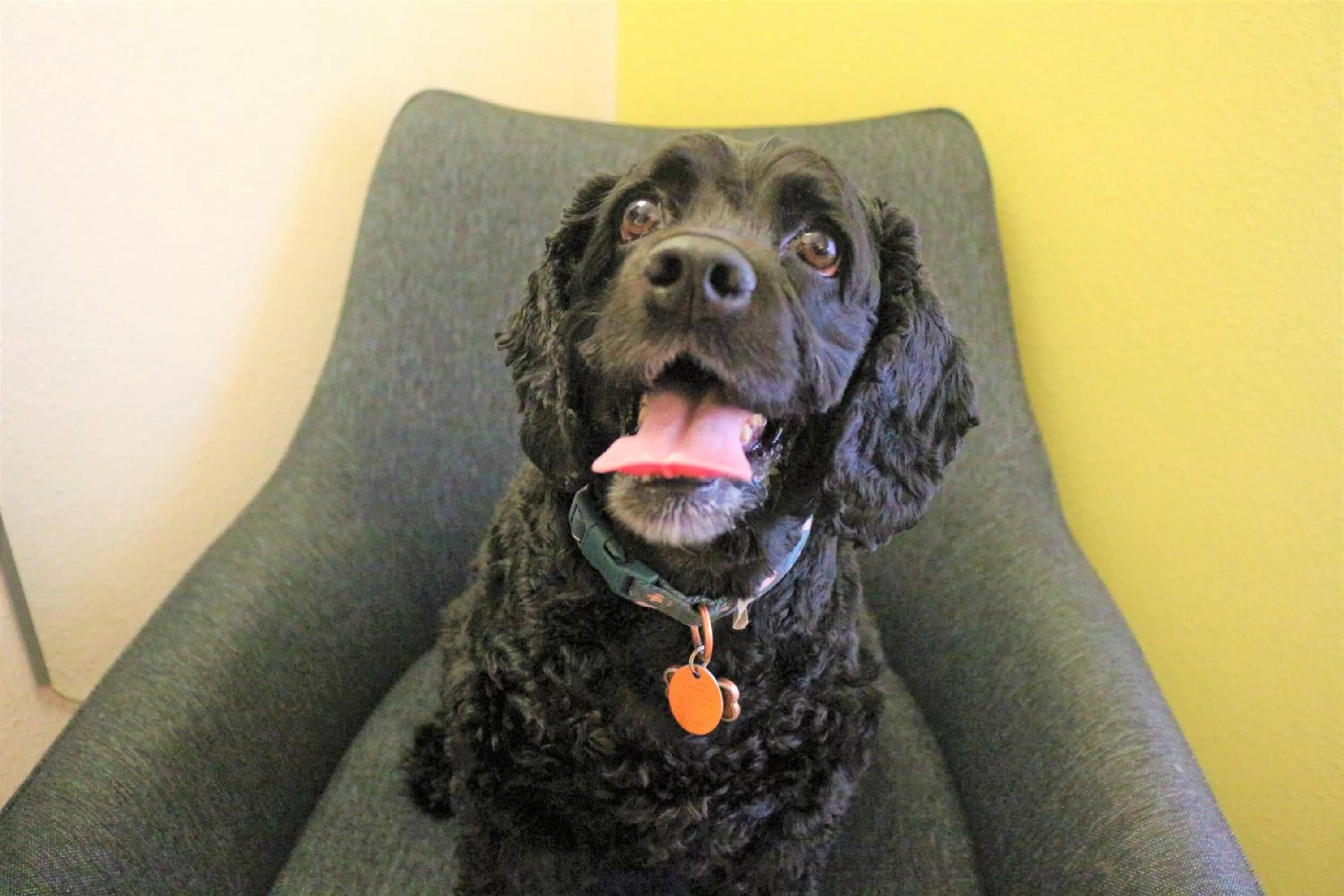 Pets in Holiday Inn Express & Suites Albuquerque Historic Old Town by IHG