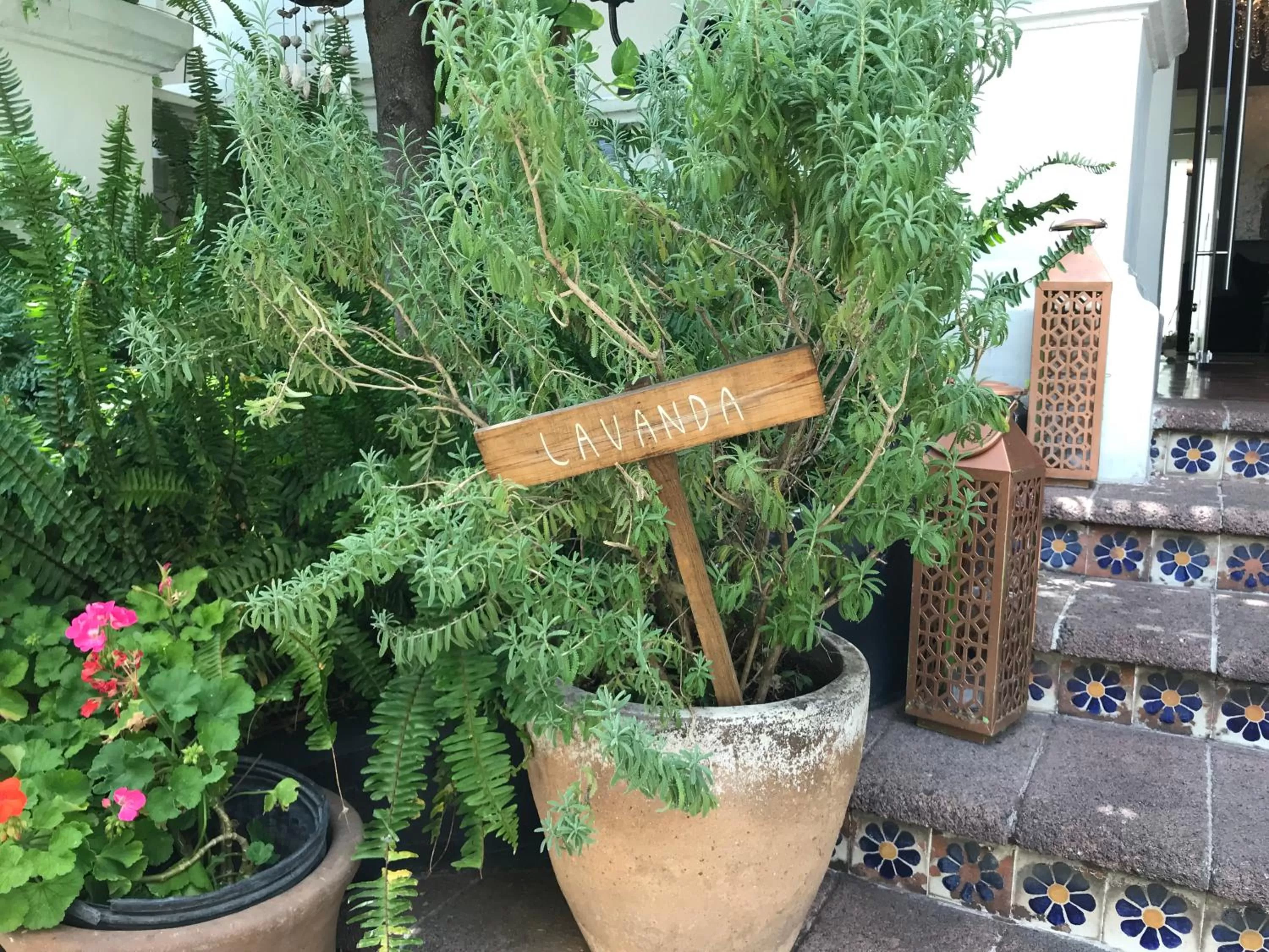 Bird's-eye View in Casa Monraz Hotel Boutique